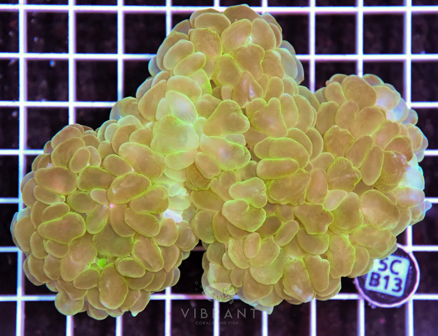 Bubble Coral AUS