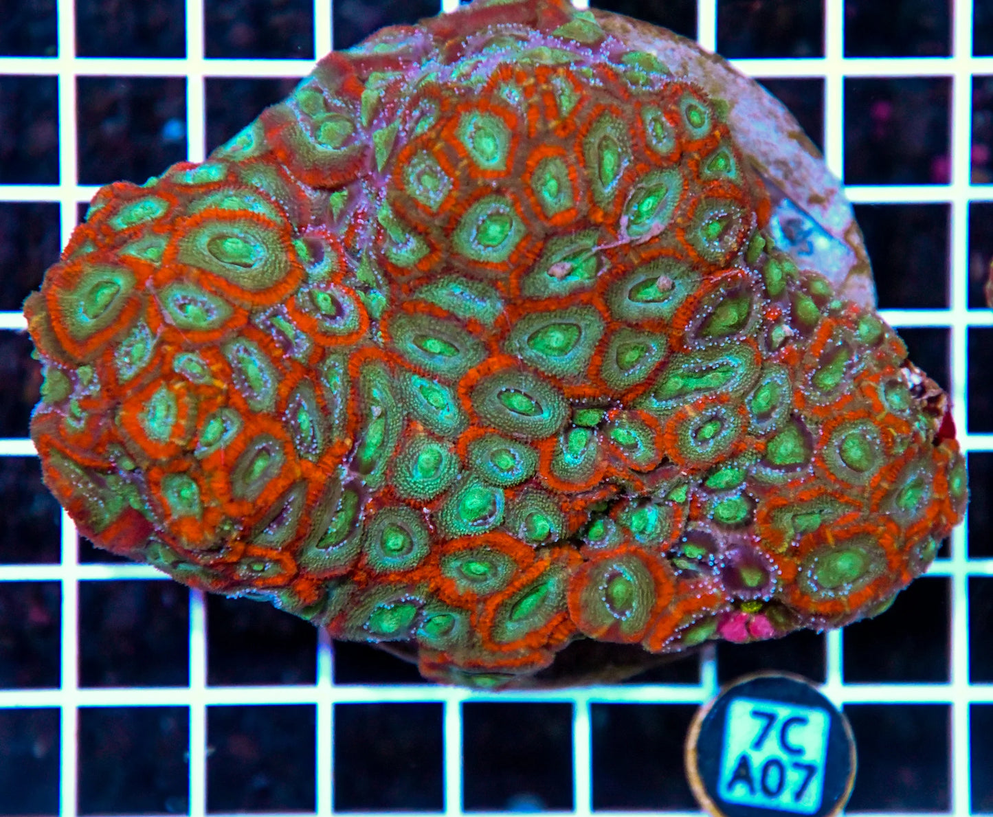 Micromussa INDO