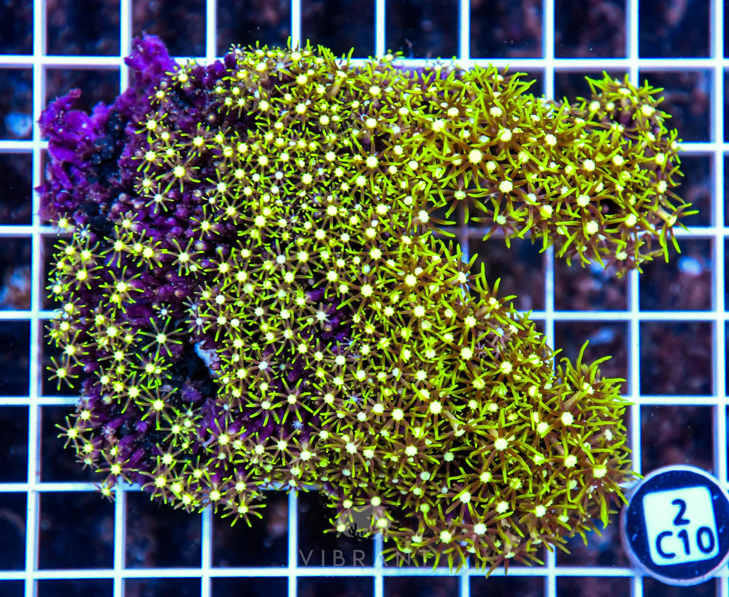Star Polyp INDO W