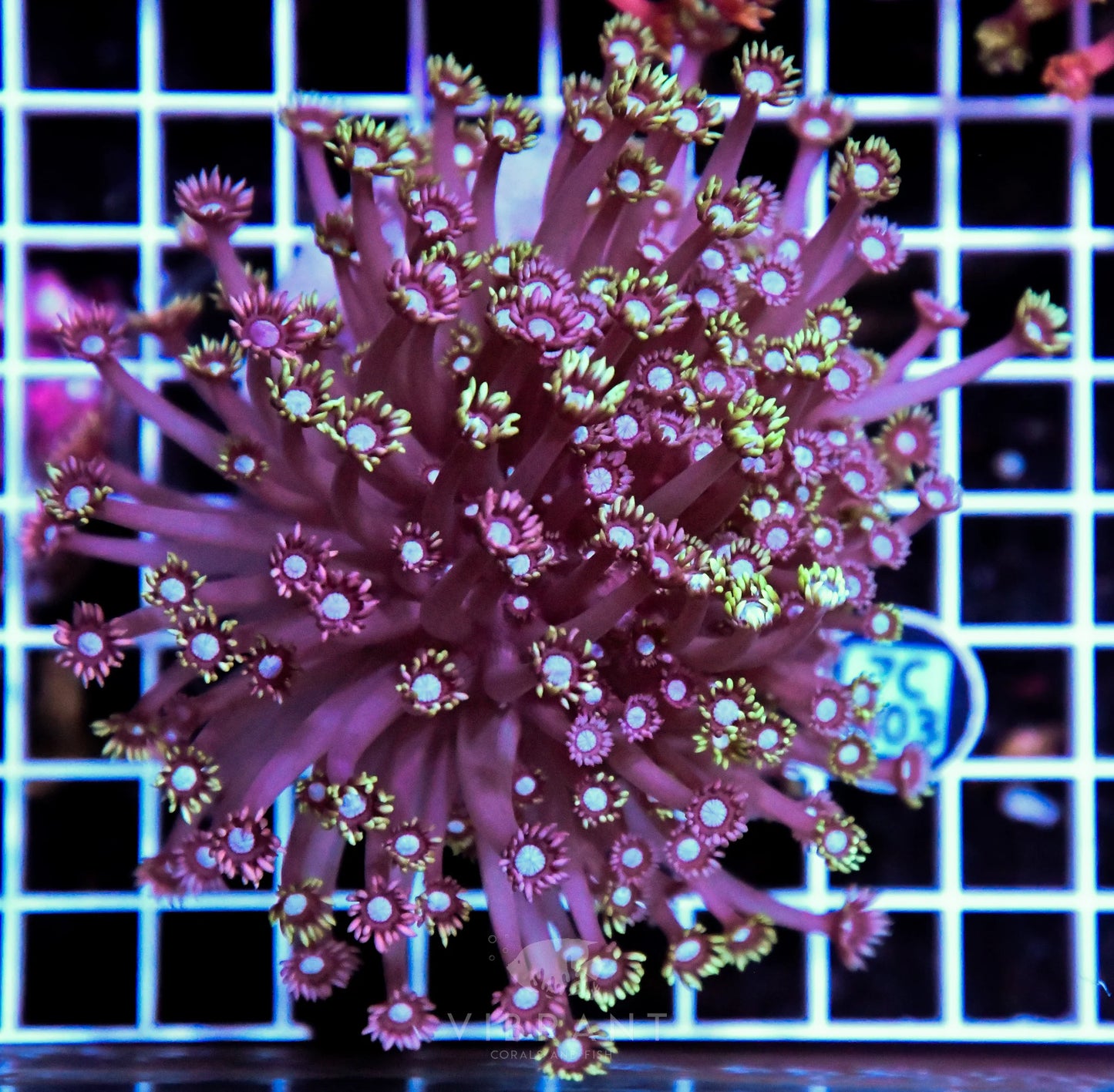 Goniopora INDO Grafted