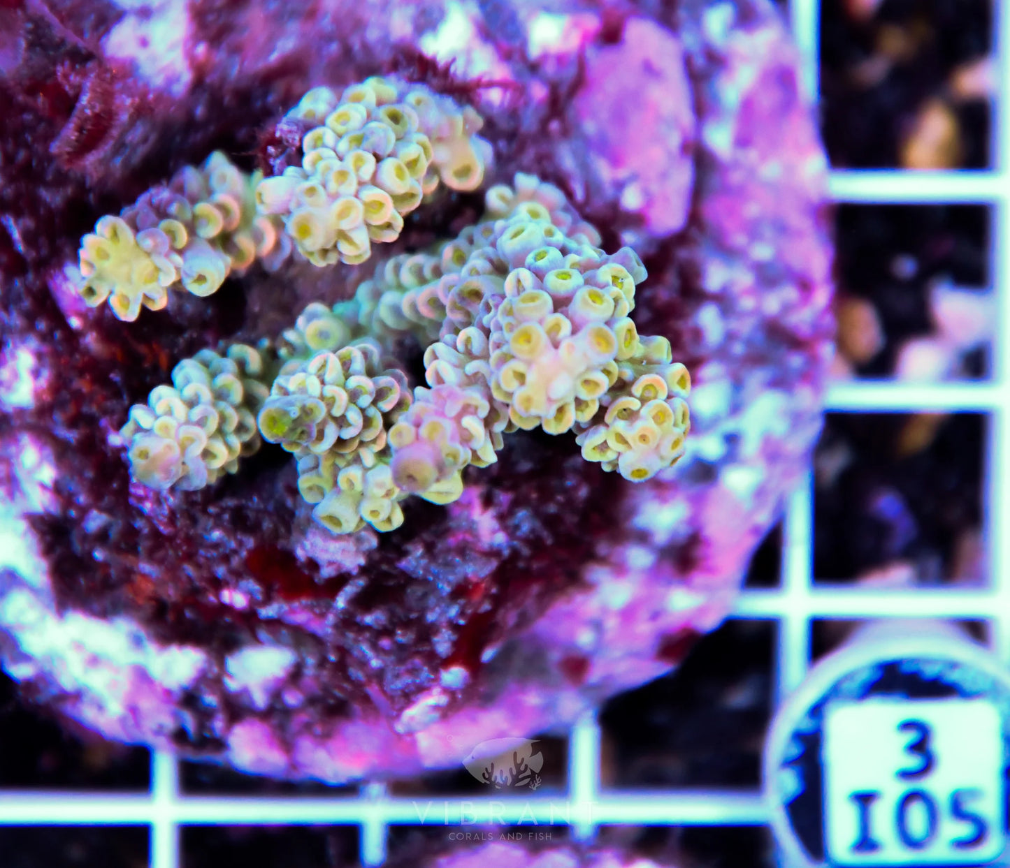Acro INDO
