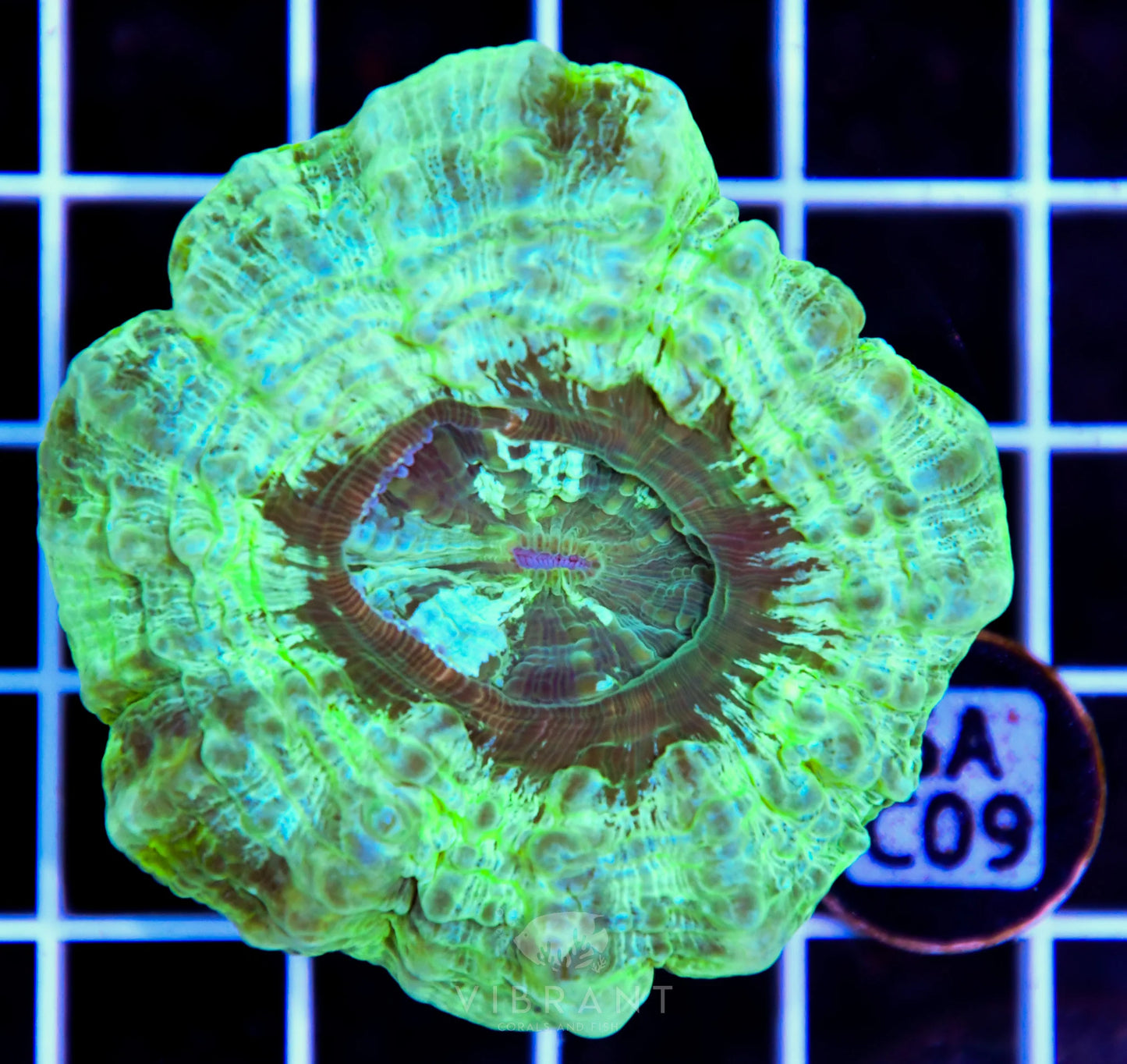 Acanthophyllia AUS