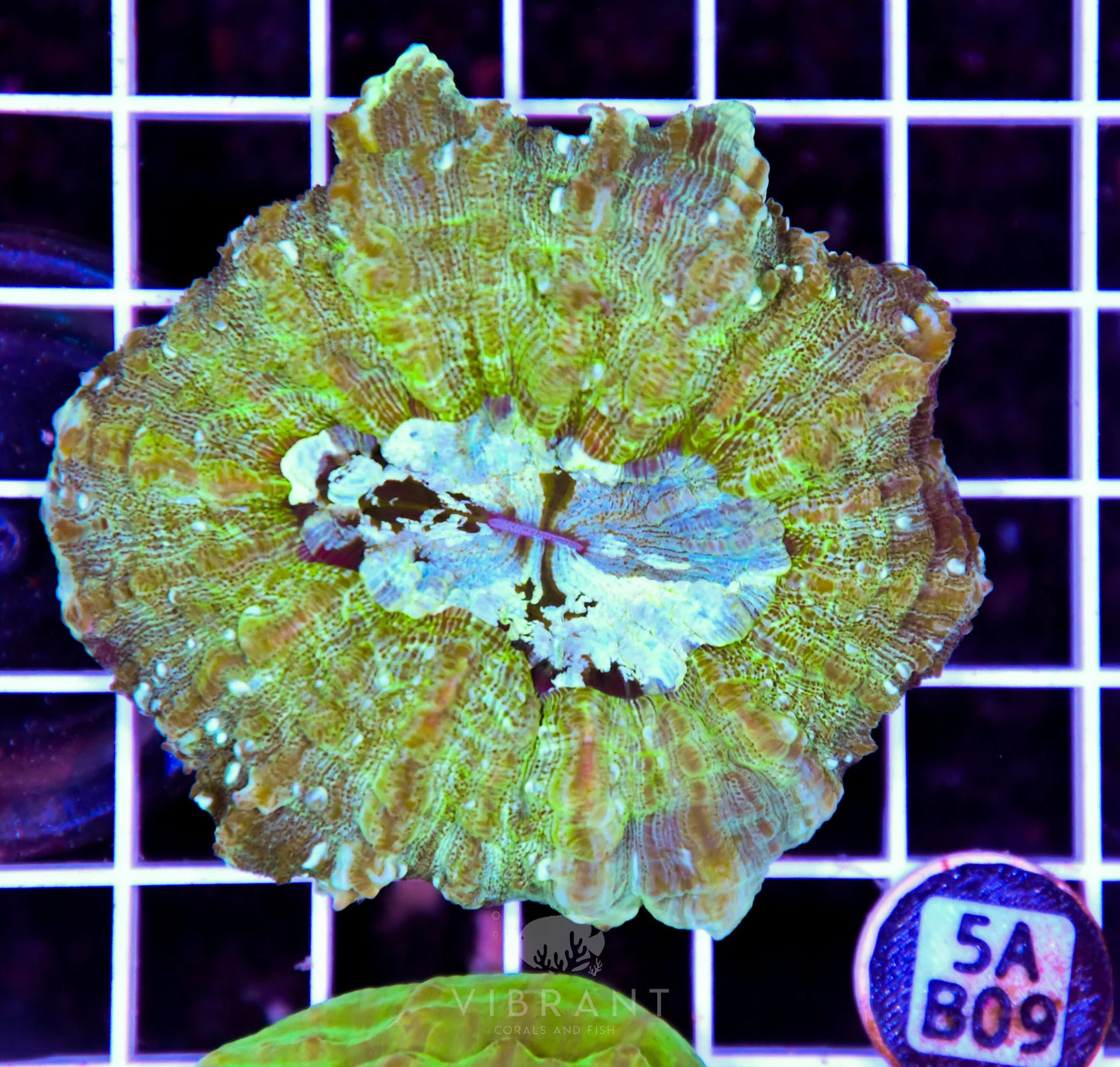 Acanthophyllia AUS