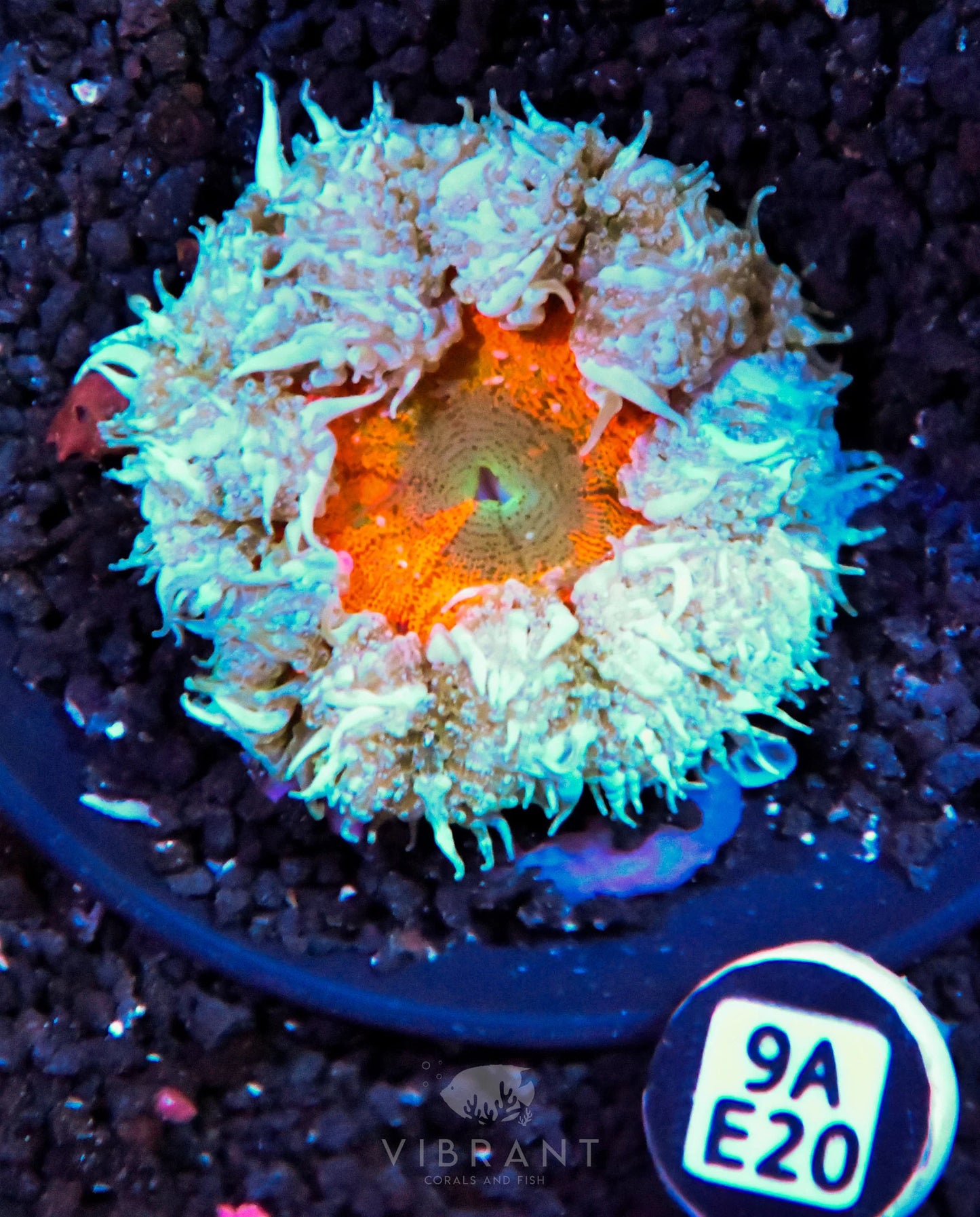 Rock Flower Anemone
