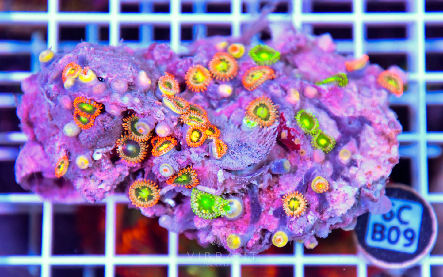 Zoa AUS