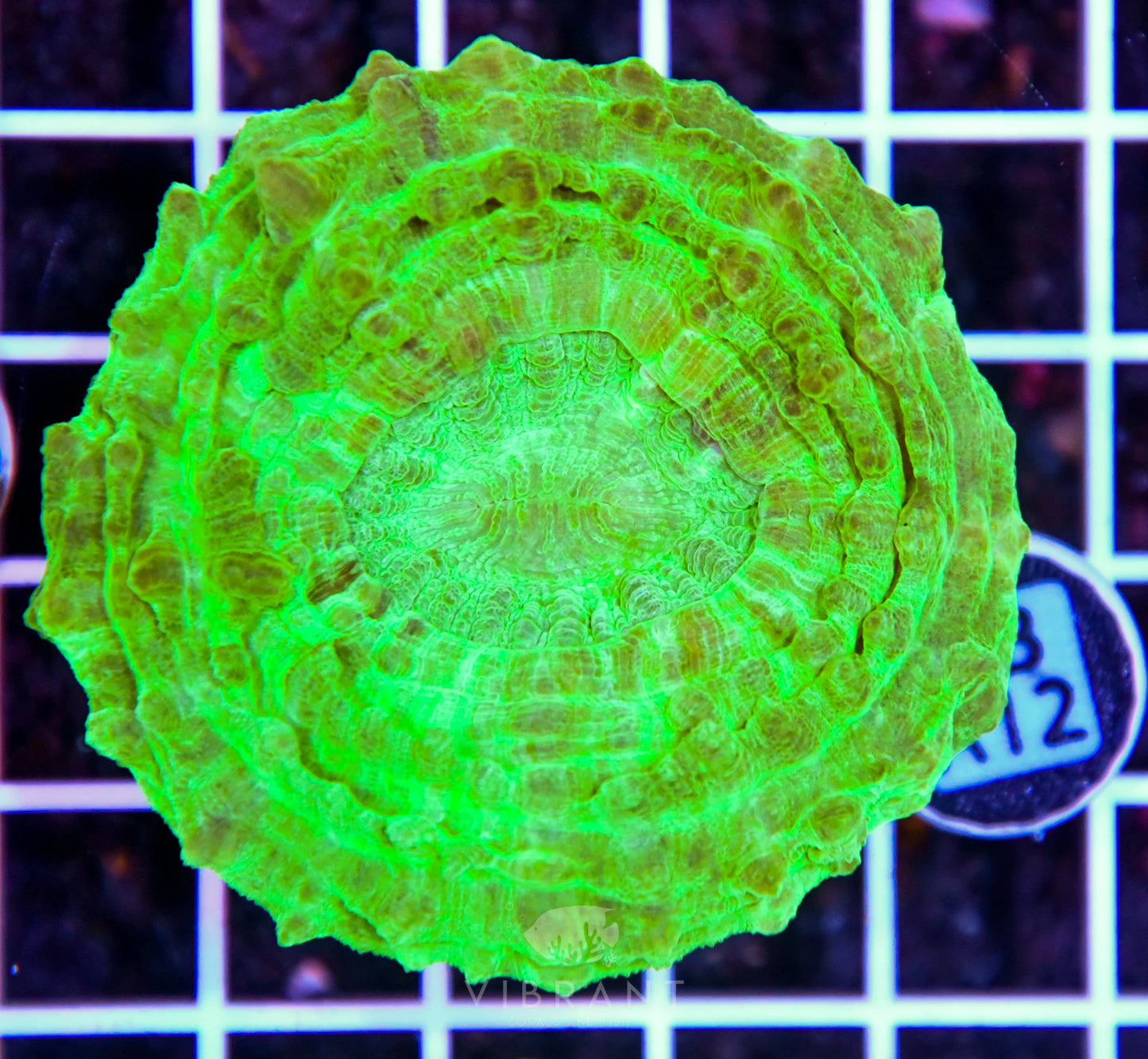 Acanthophyllia AUS