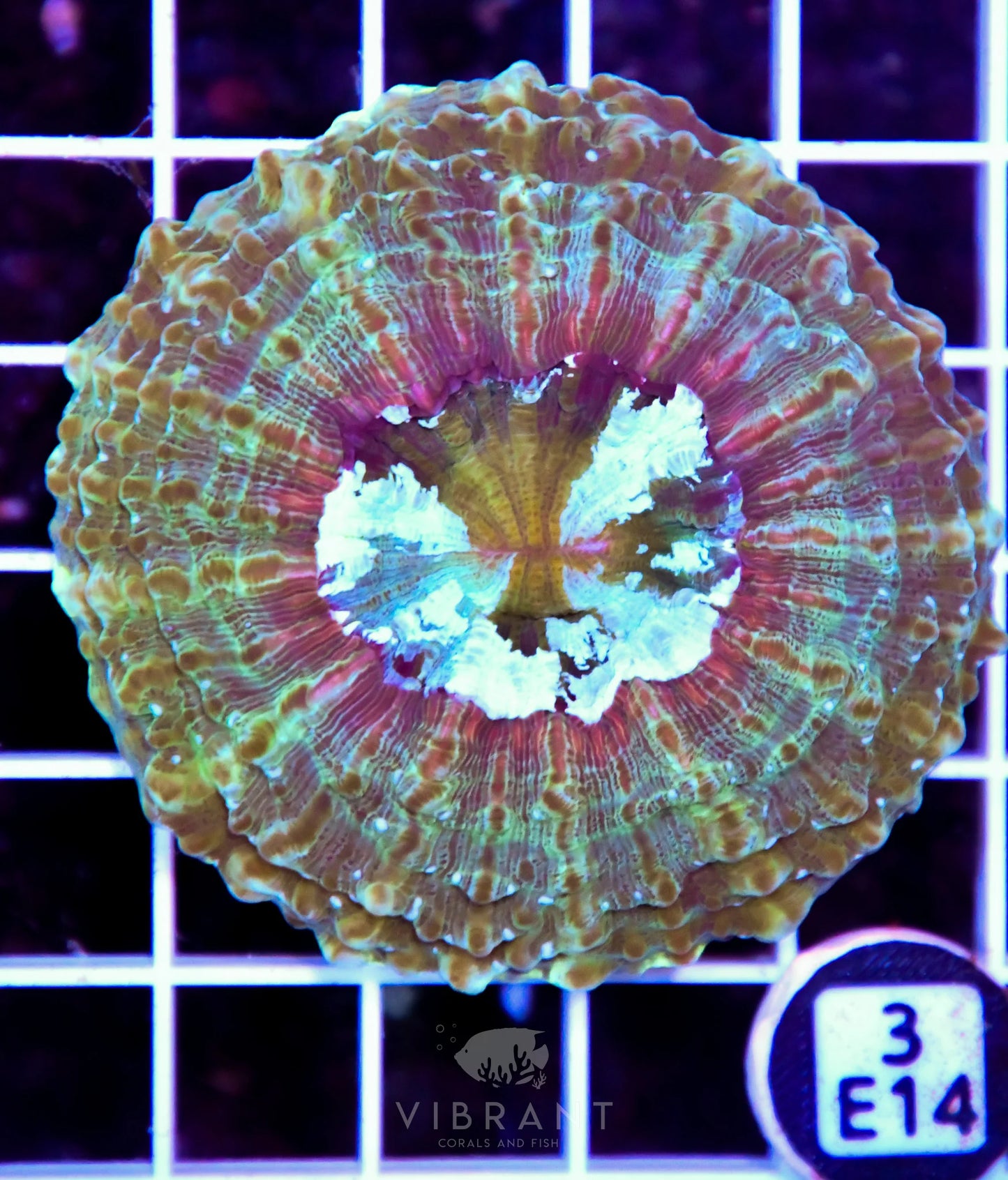 Acanthophyllia AUS