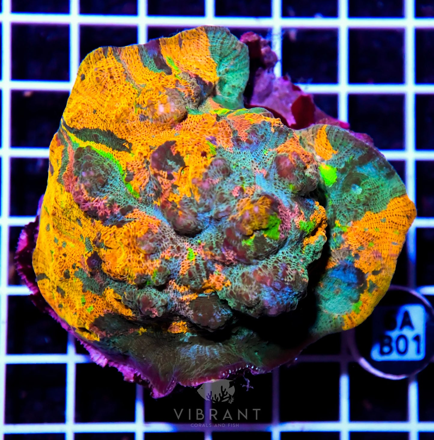Chalice INDO W