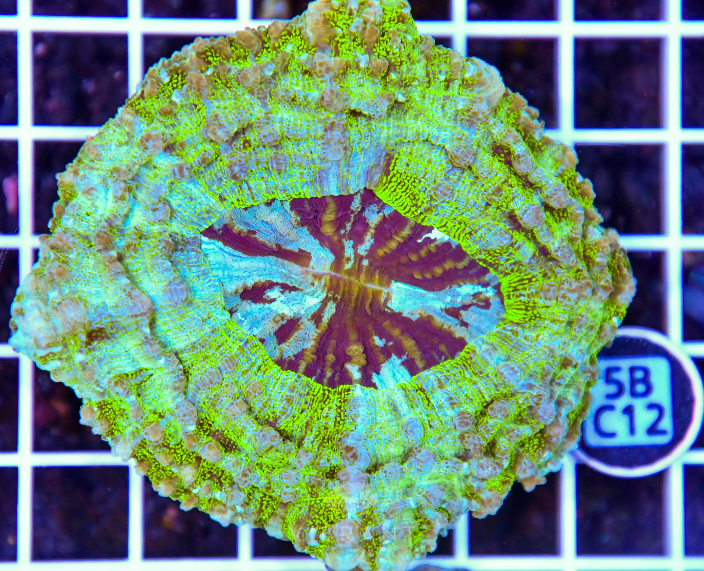 Acanthophyllia AUS