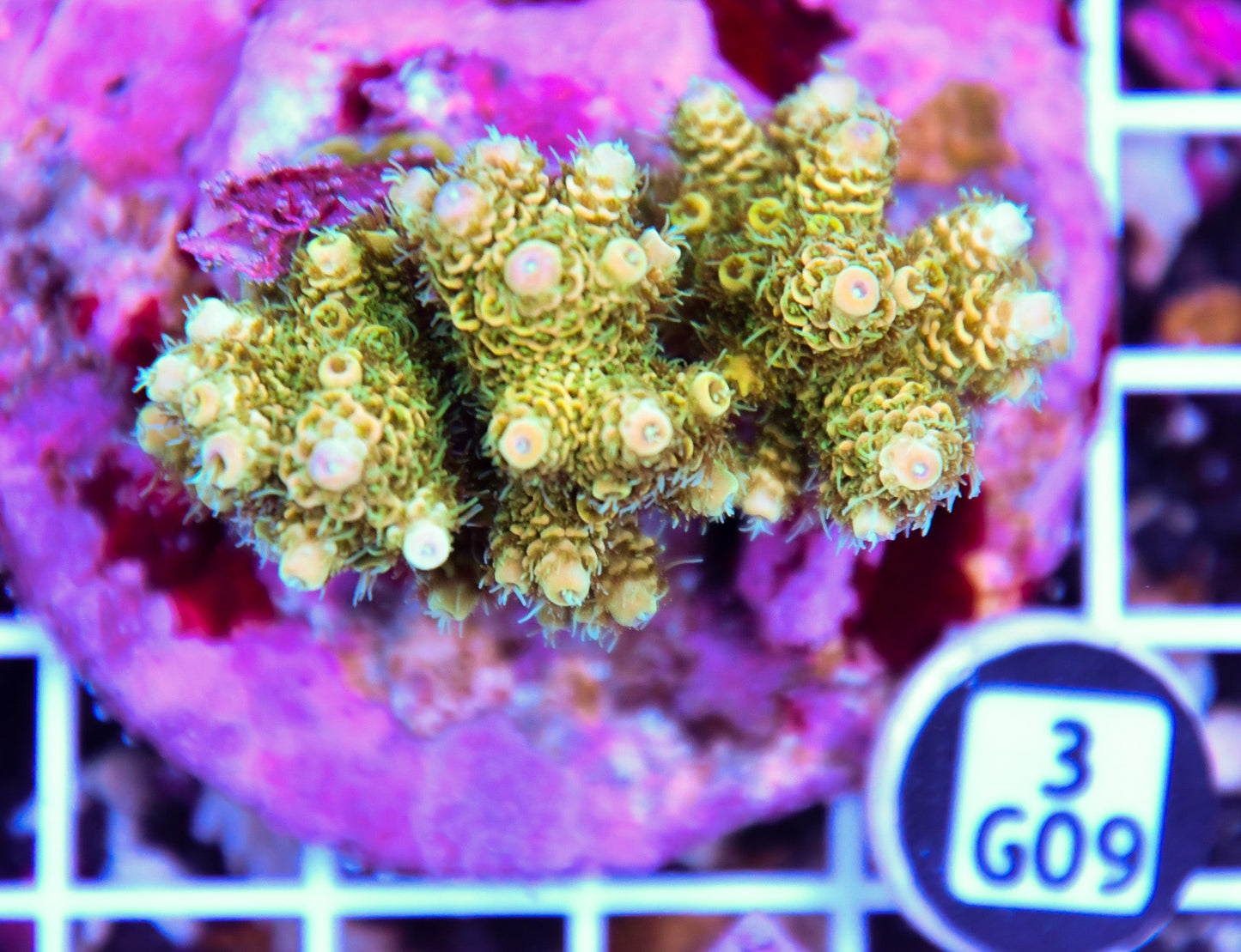 Acro INDO