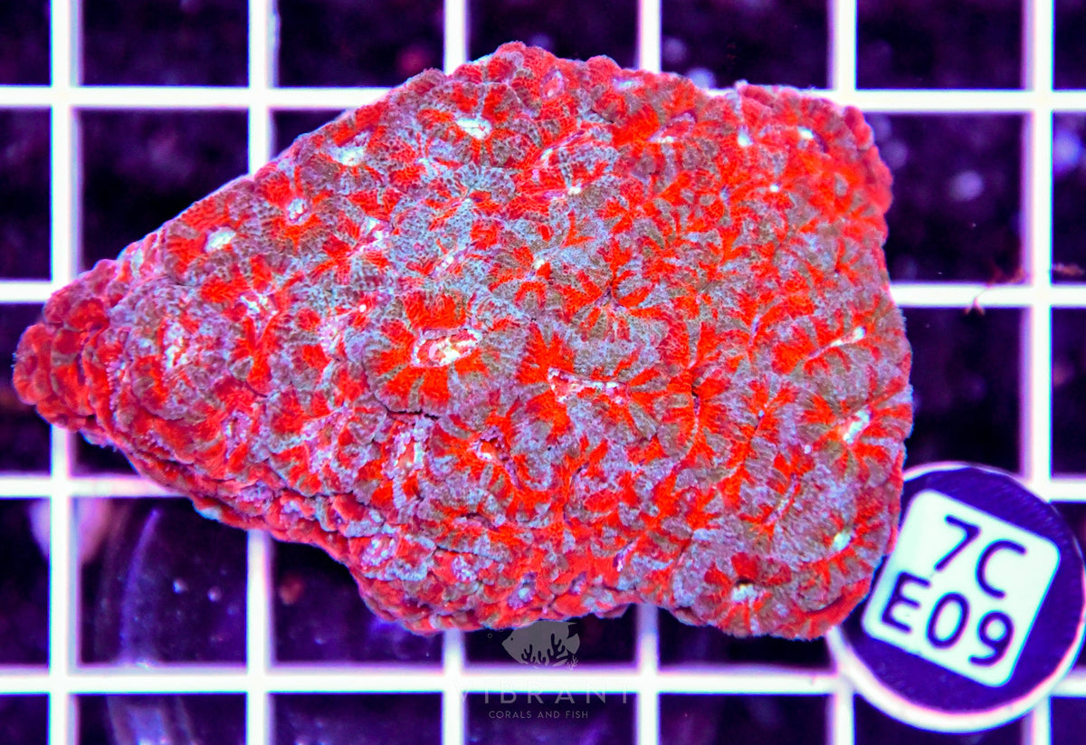 Micromussa INDO