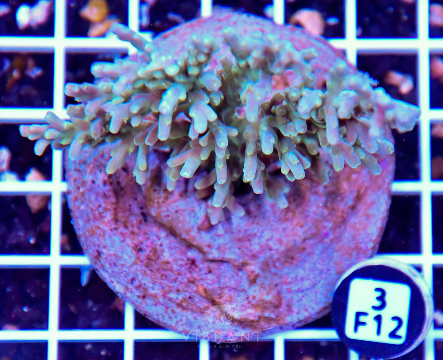 Acro INDO