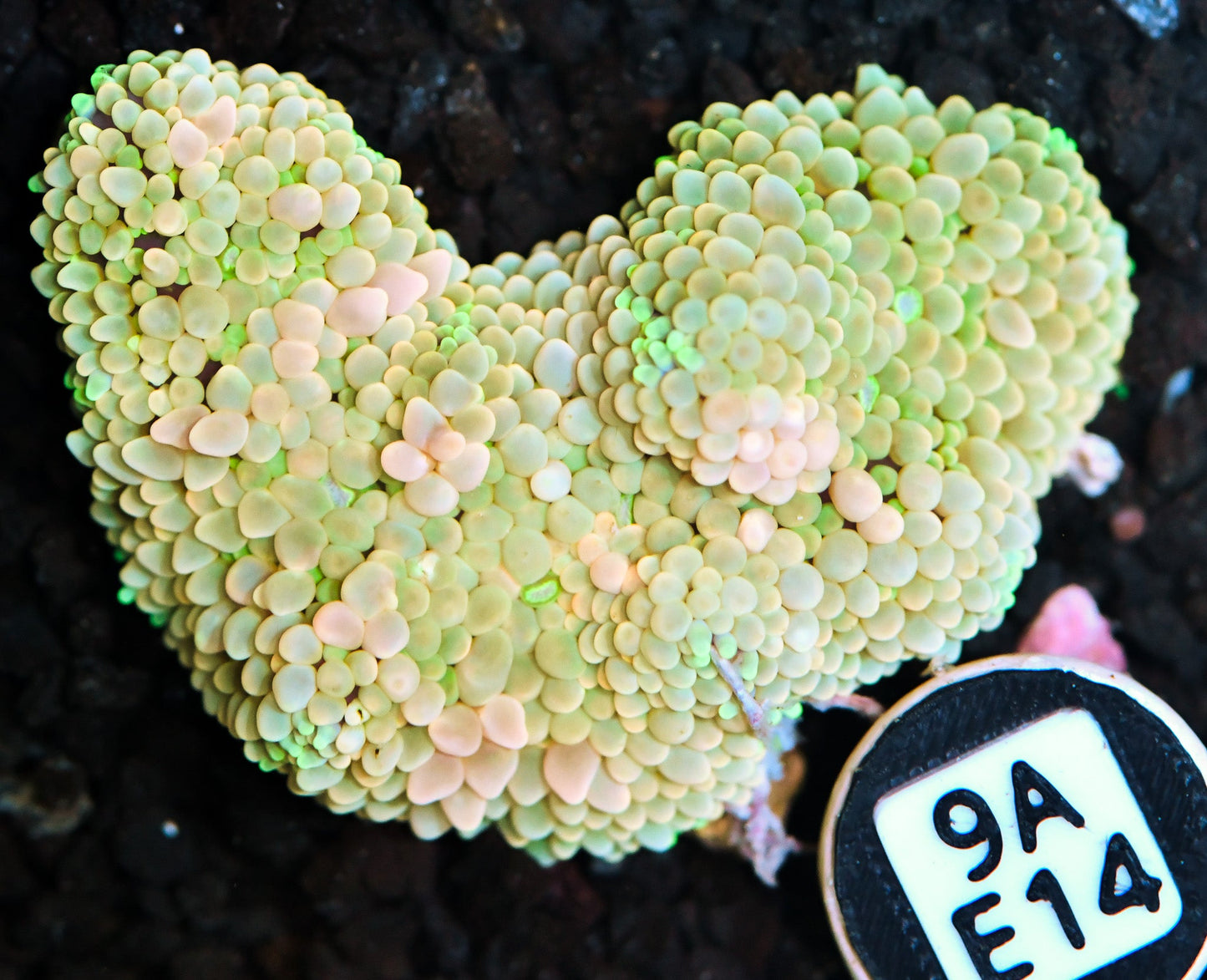 Ricordea Mushroom