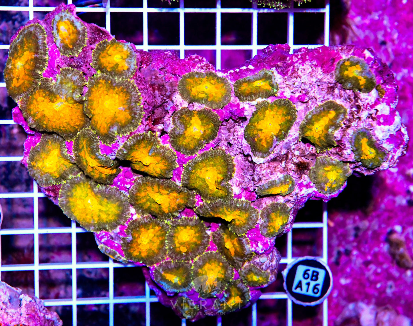 Mushroom INDO W