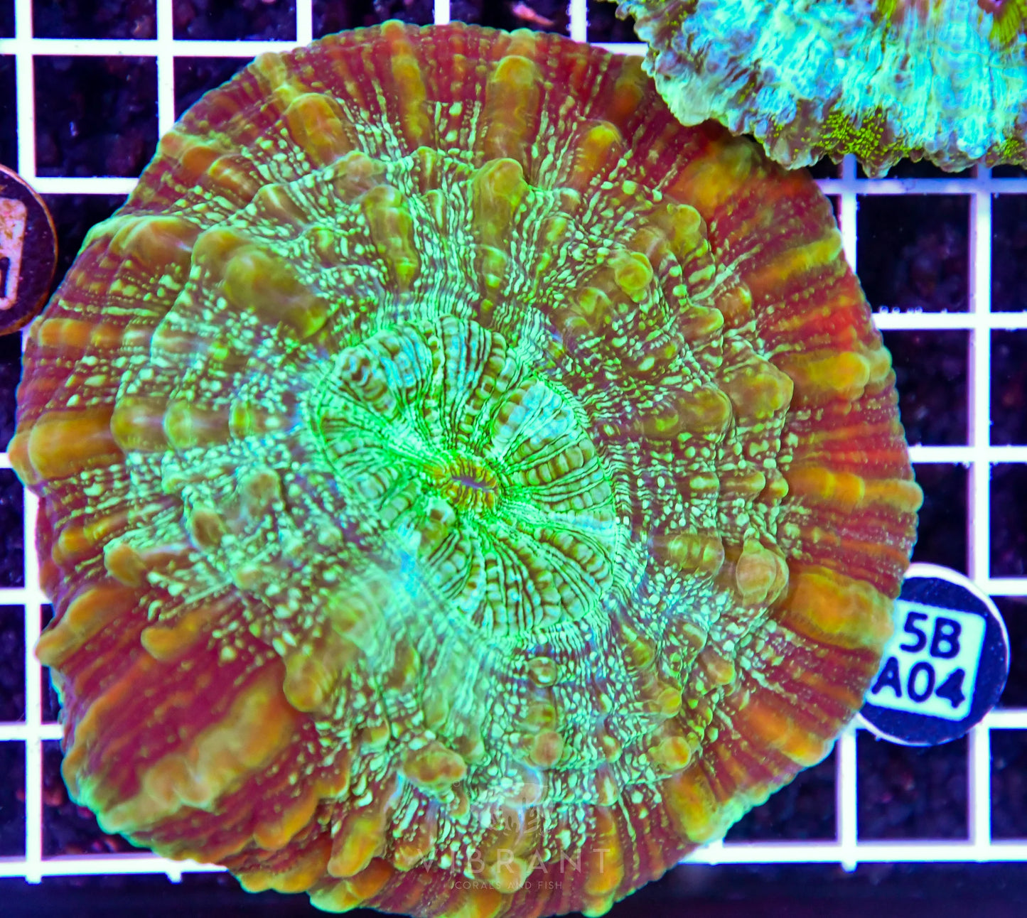 Acanthophyllia AUS