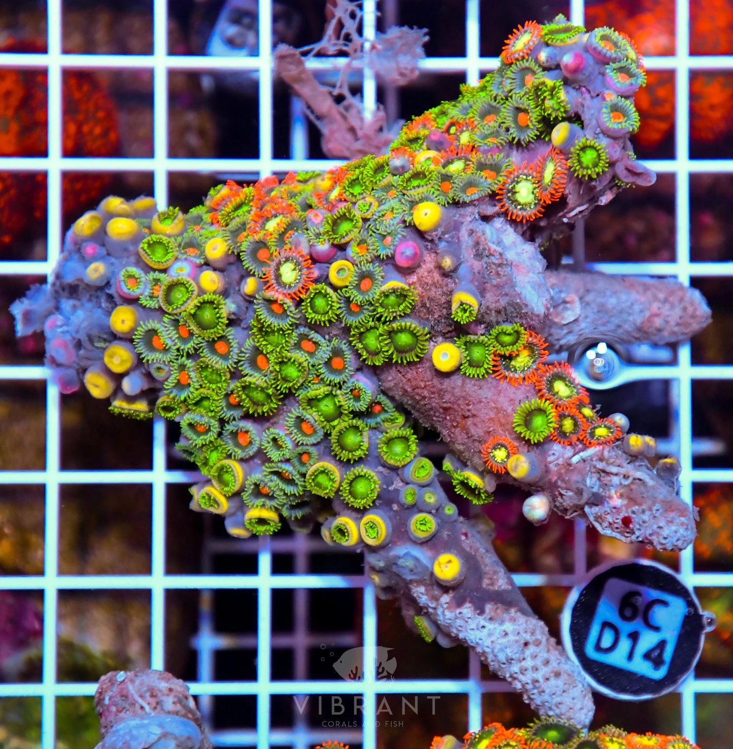 Zoa AUS