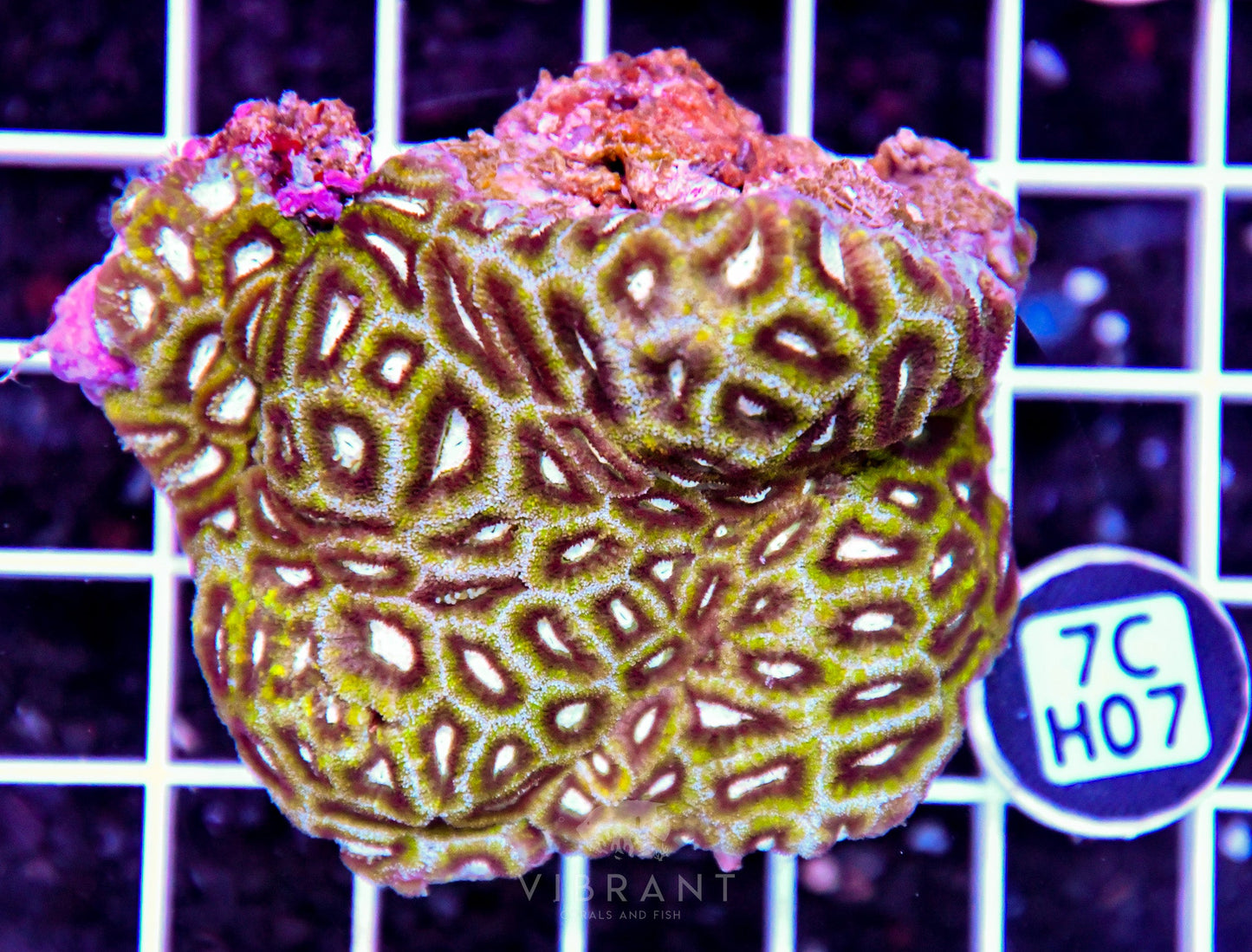 Micromussa INDO