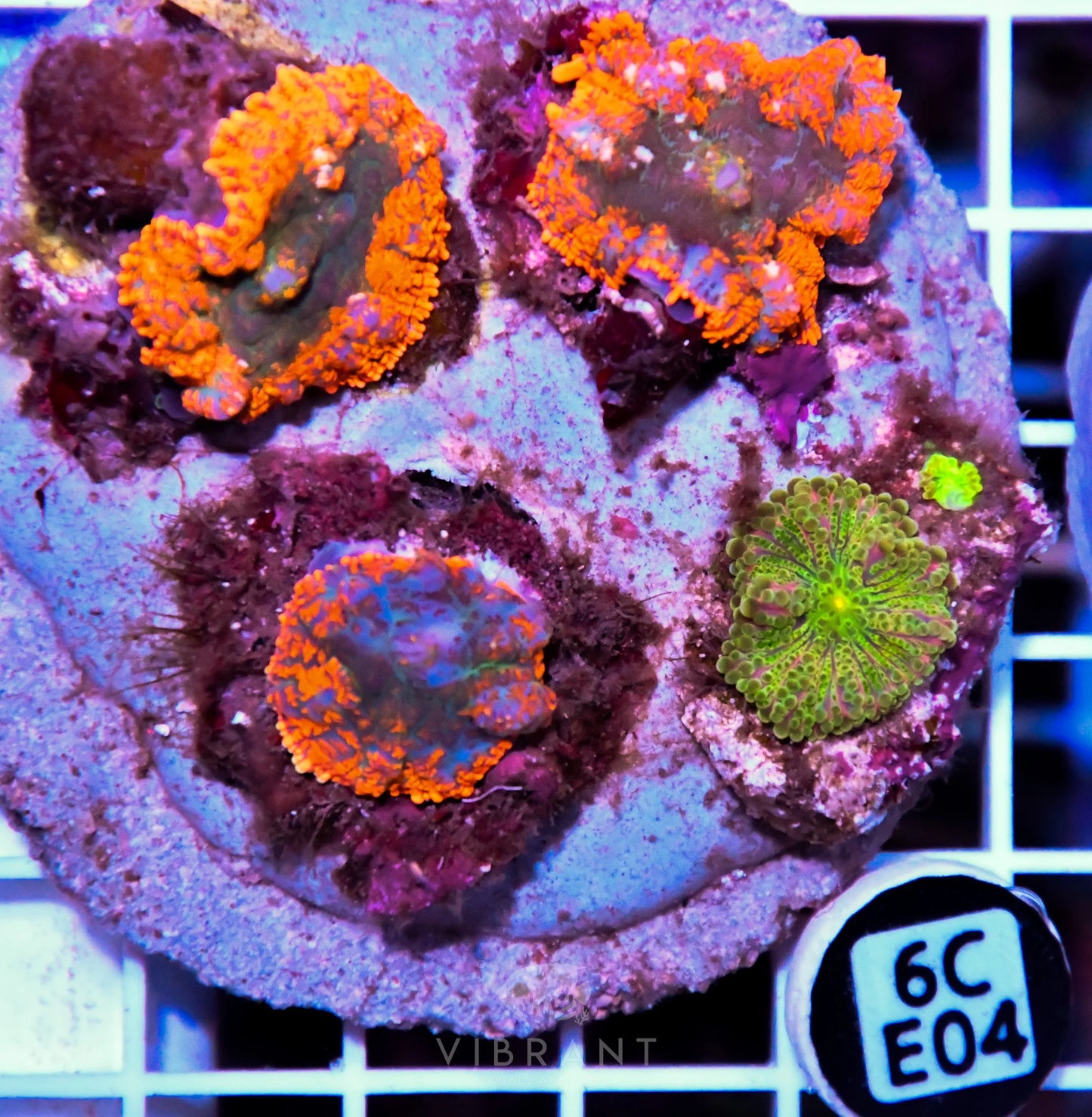Mushroom INDO