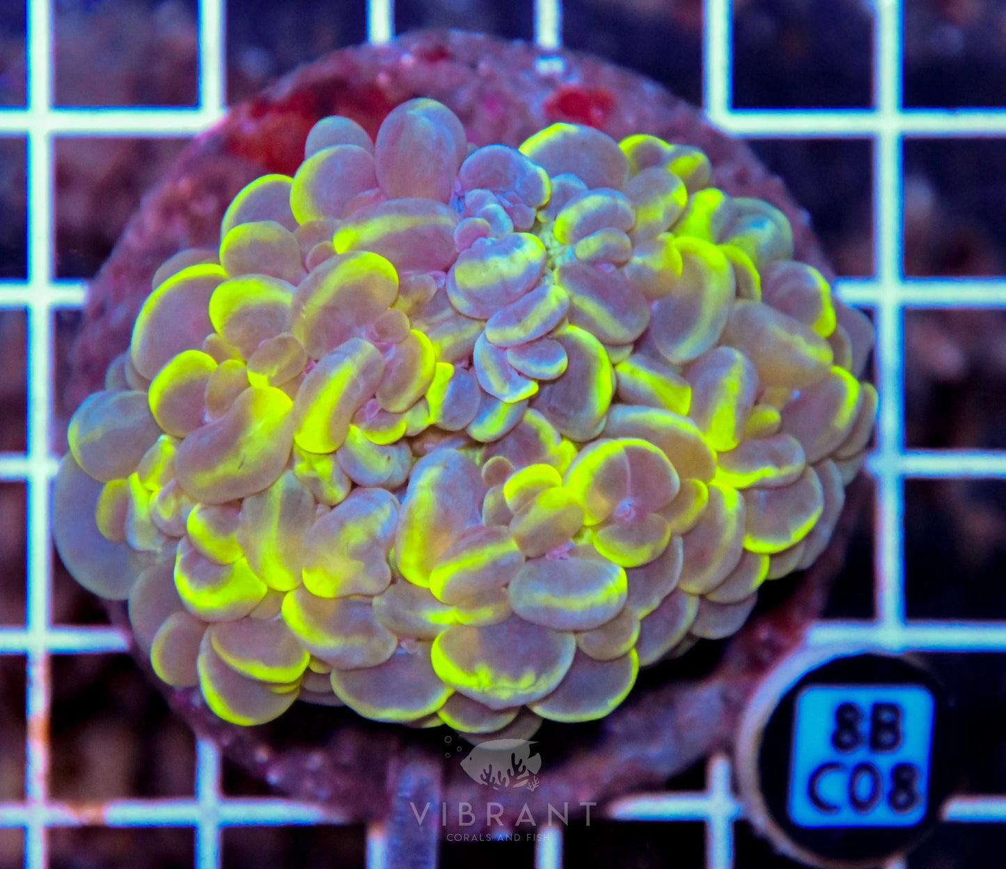 Bubble Coral INDO