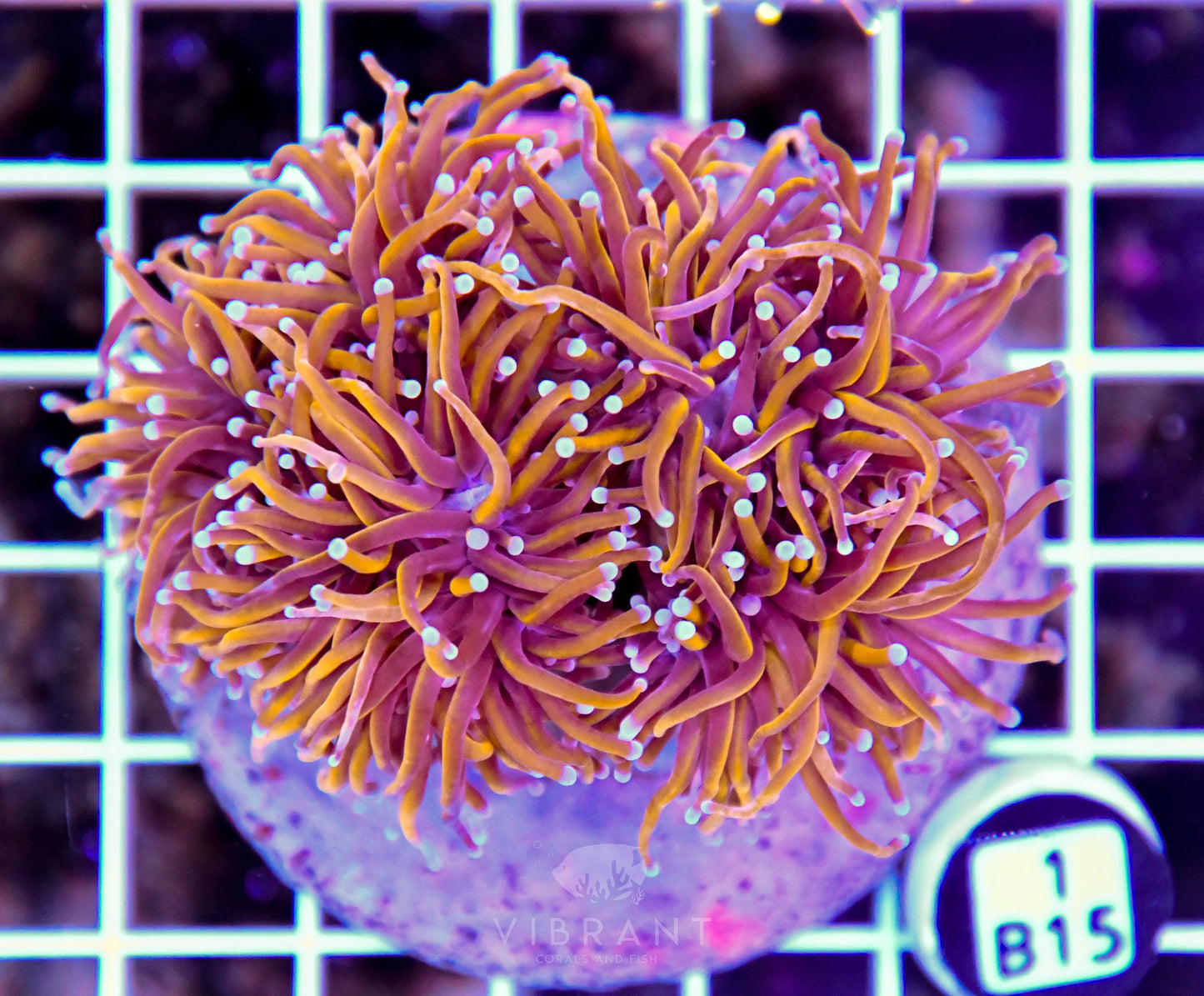 Torch INDO
