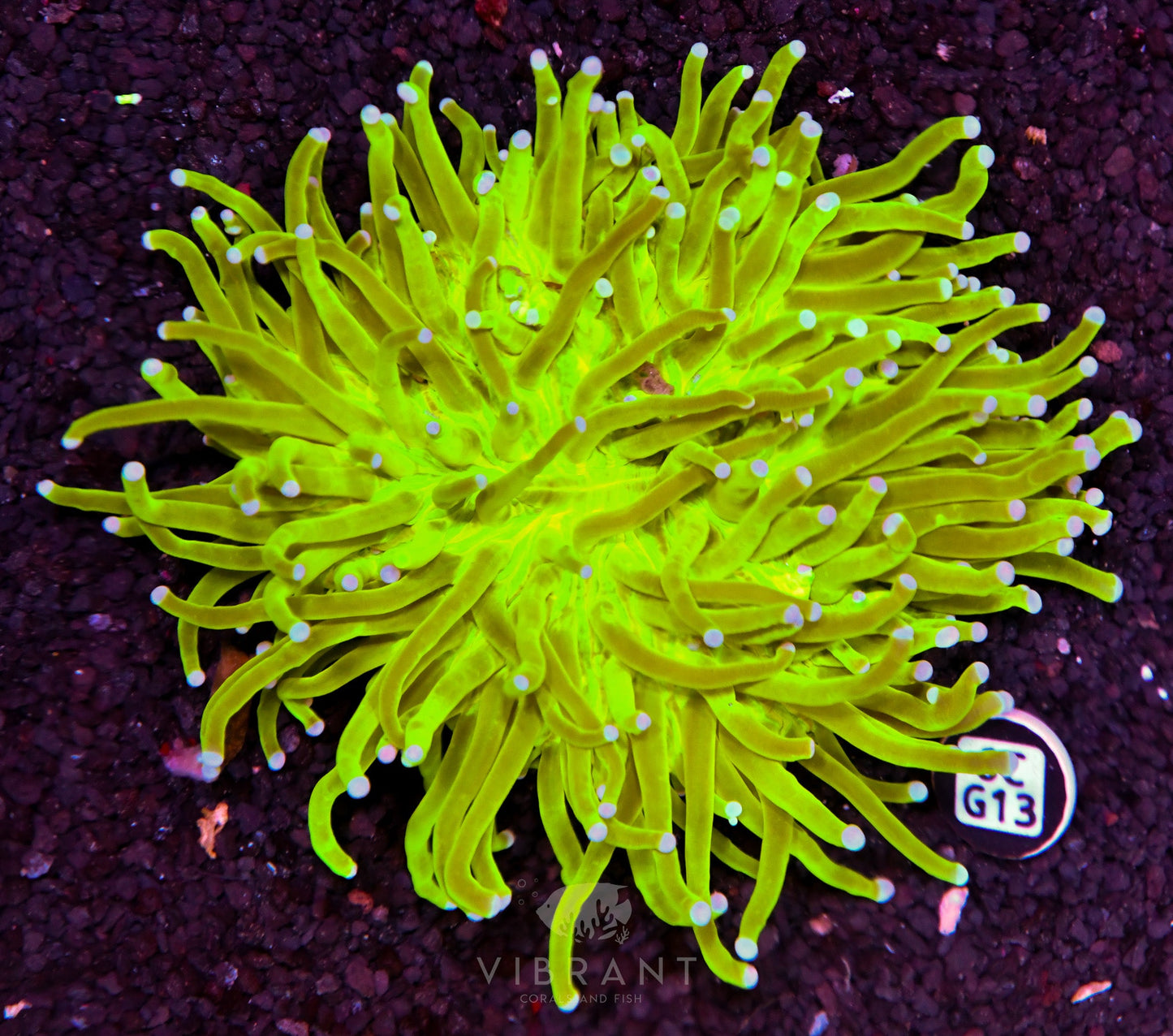 Heliofungia AUS