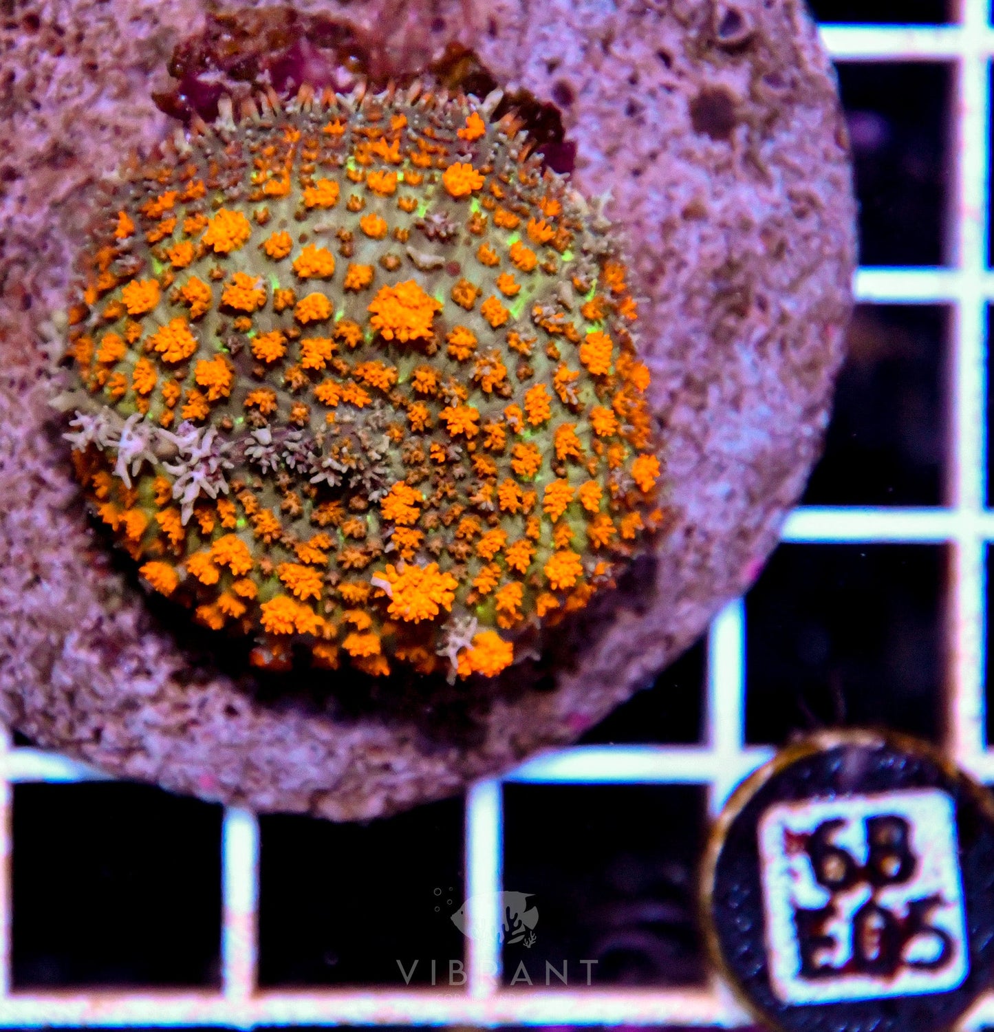 Mushroom INDO