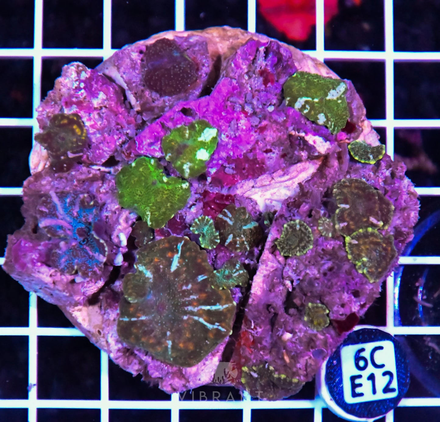 Mushroom INDO