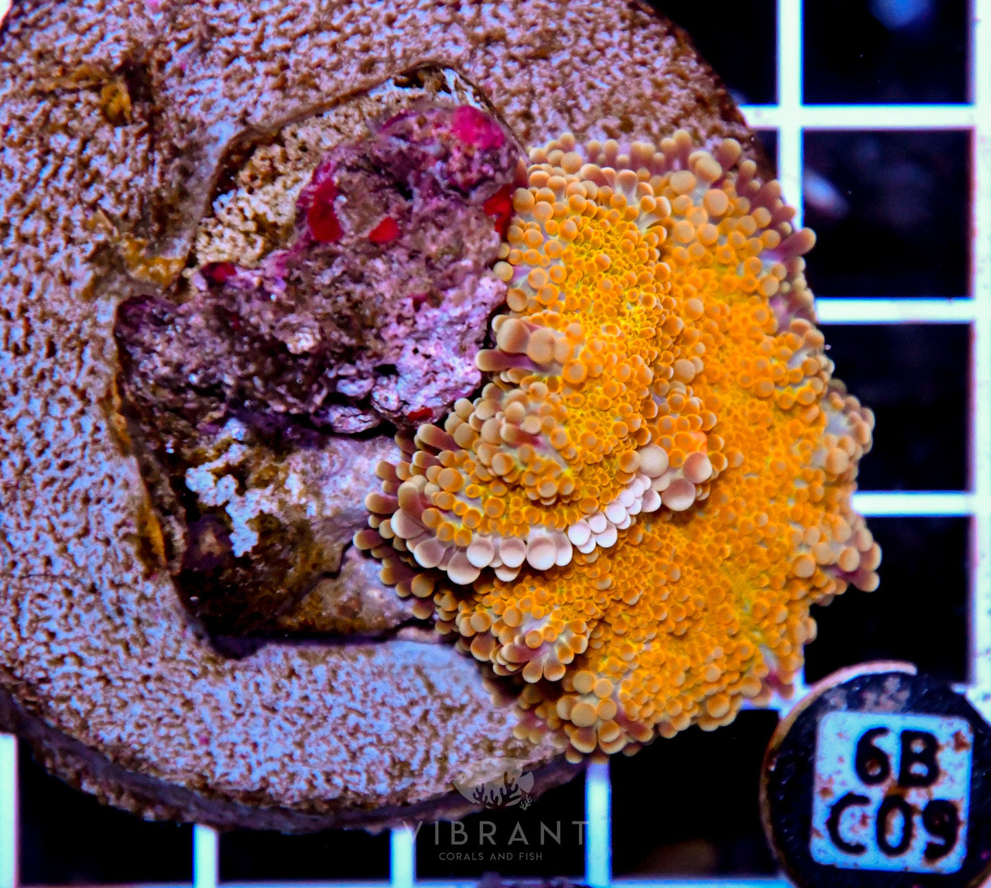 Mushroom INDO
