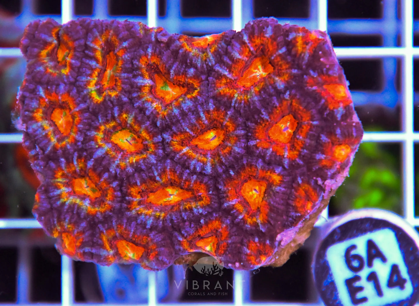 Acan Lord AUS