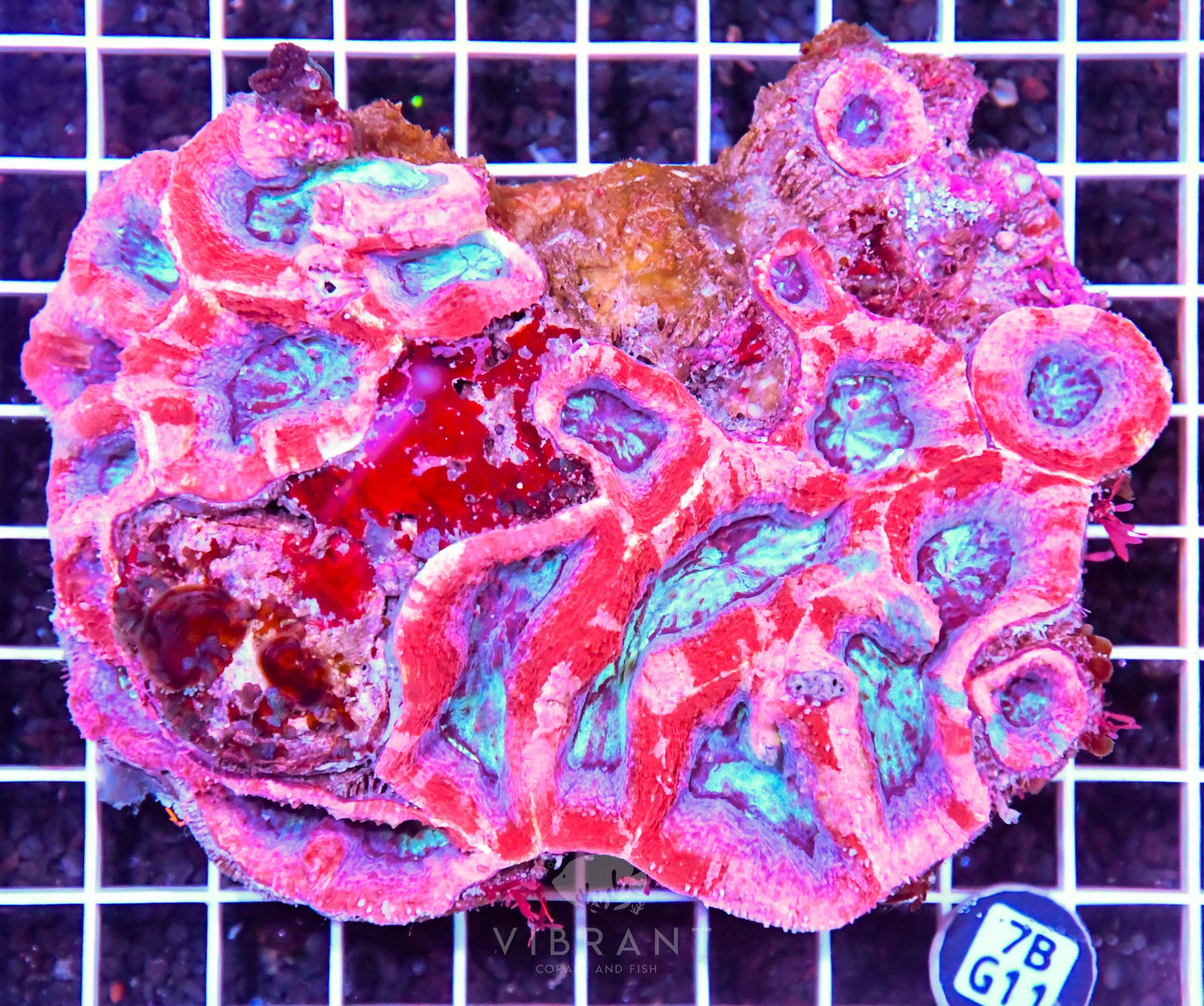 Acan Bower AUS