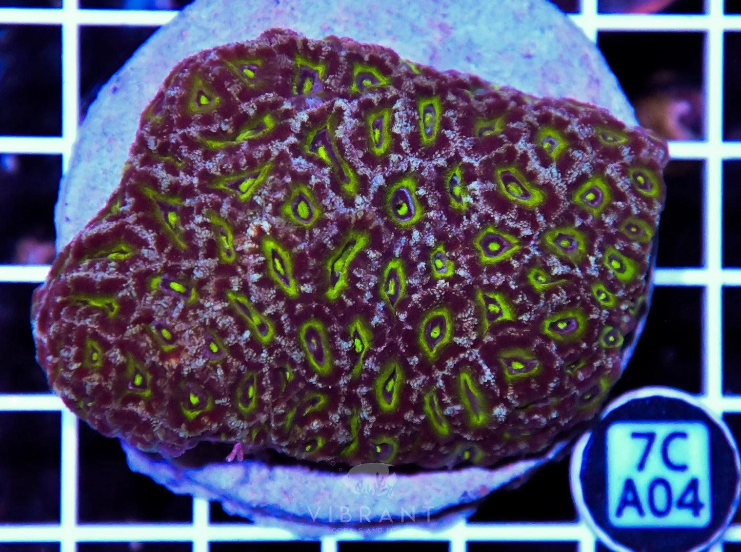 Micromussa INDO