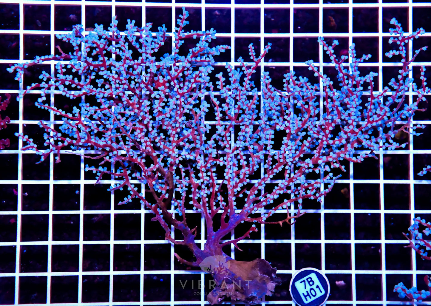 Gorgonian INDO W