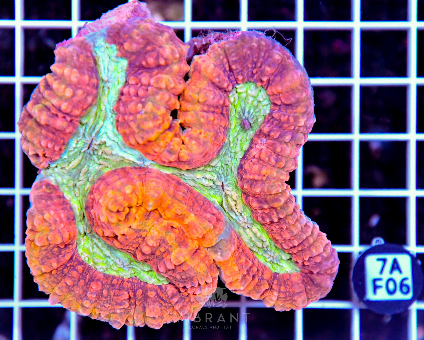 Symphyllia INDO W