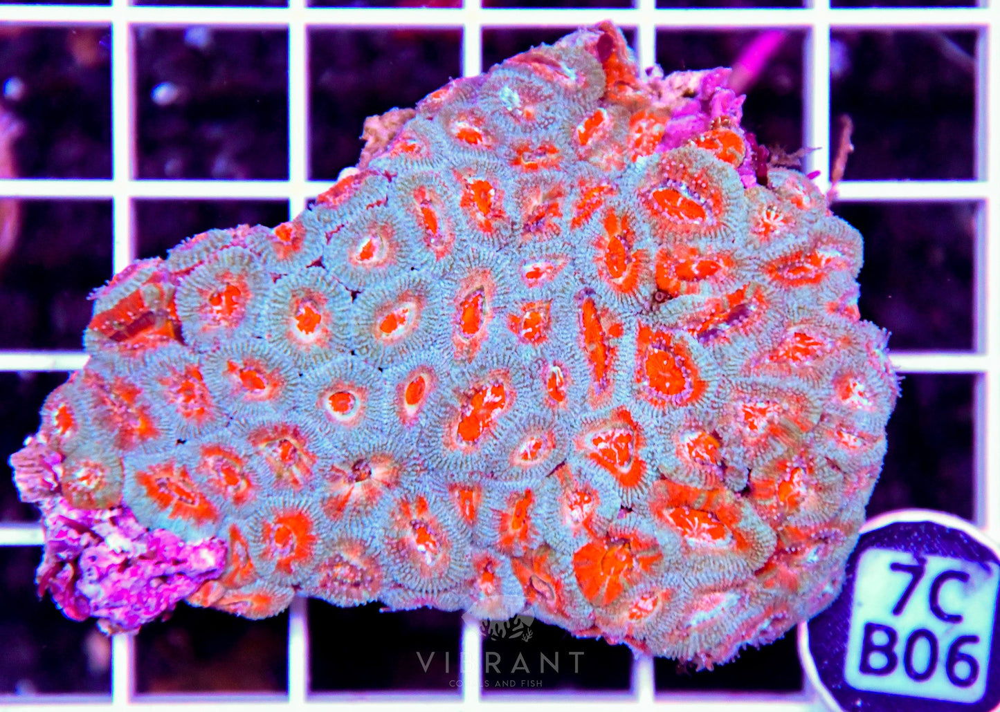Micromussa INDO