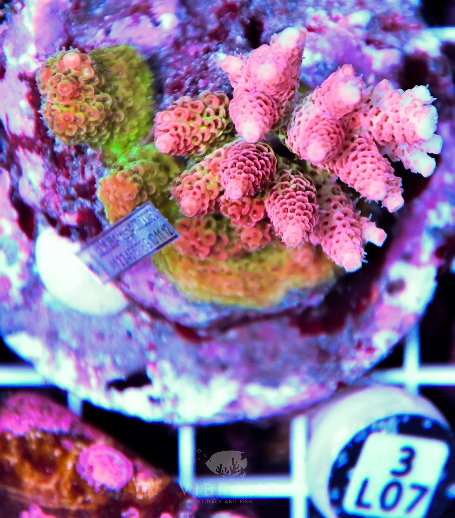 Acro INDO
