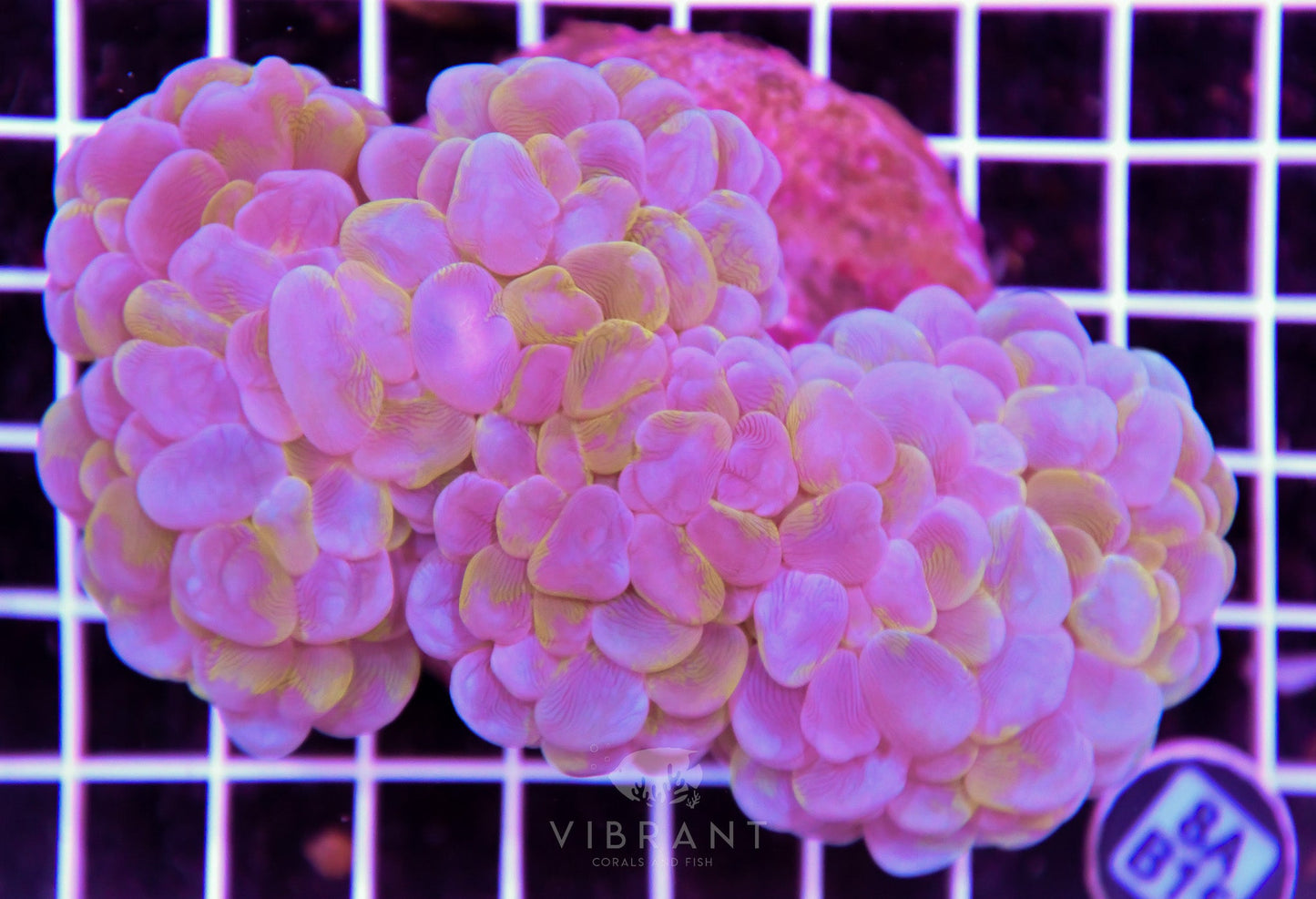 Bubble Coral INDO