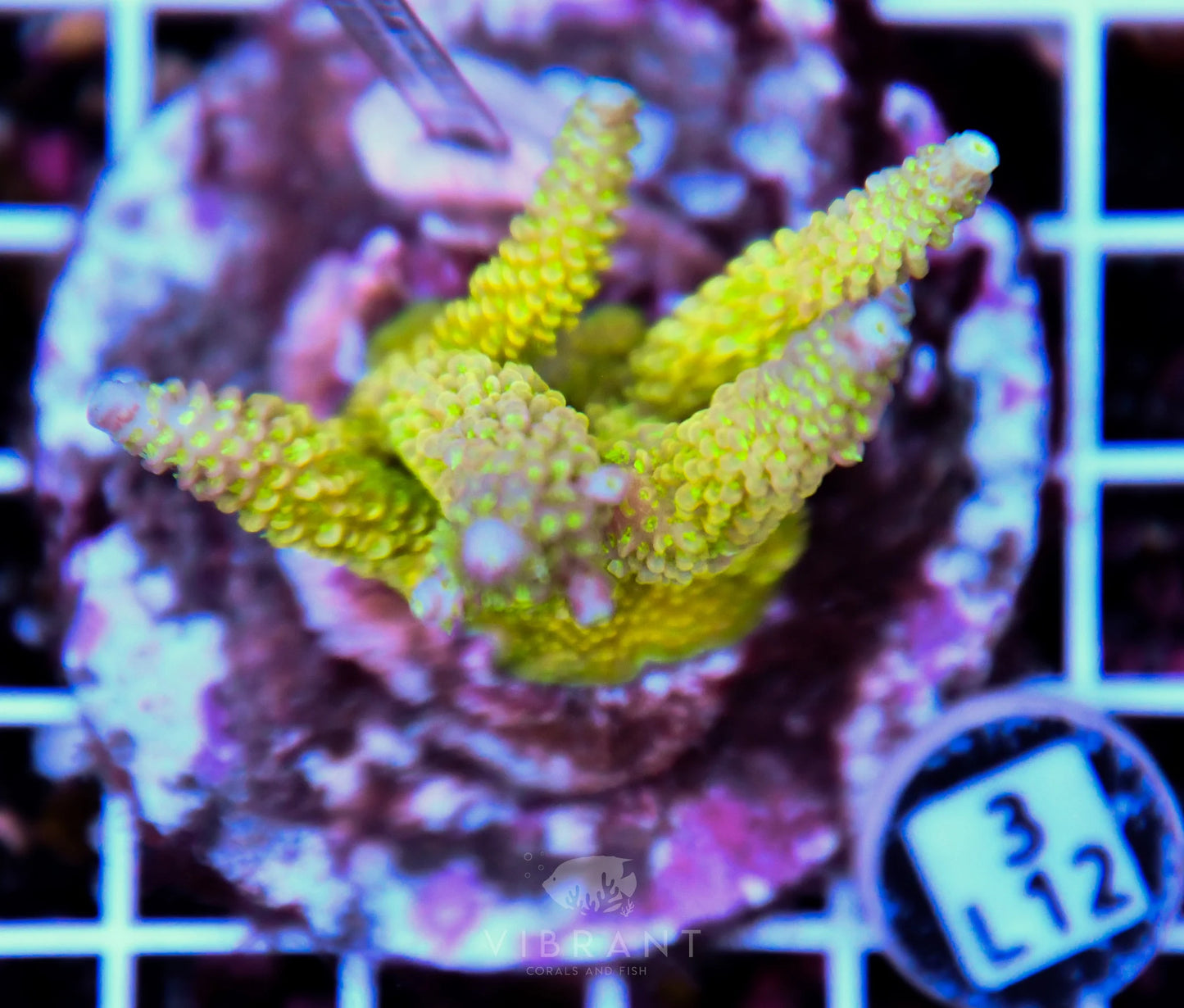 Acro INDO
