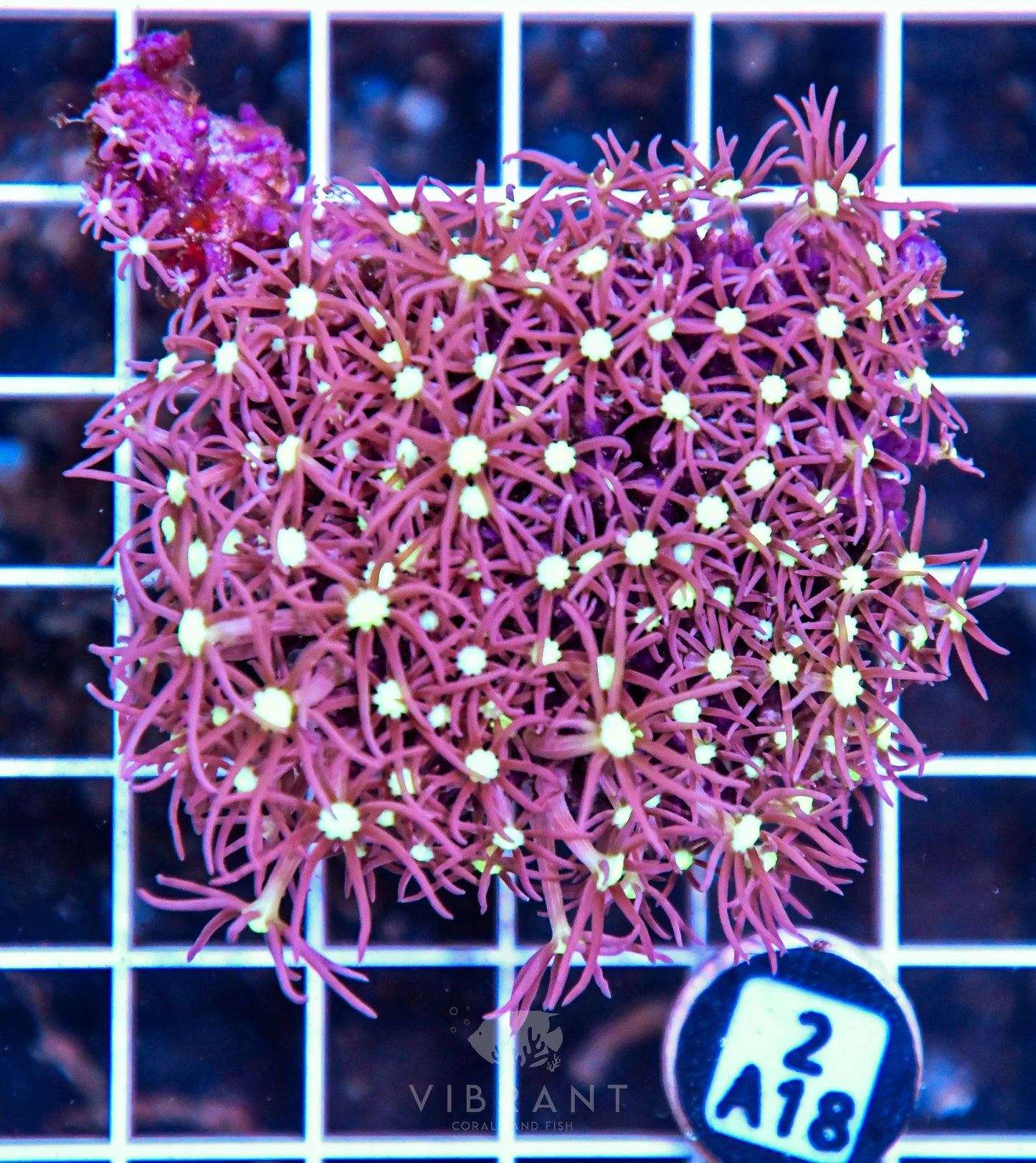 Star Polyp INDO W