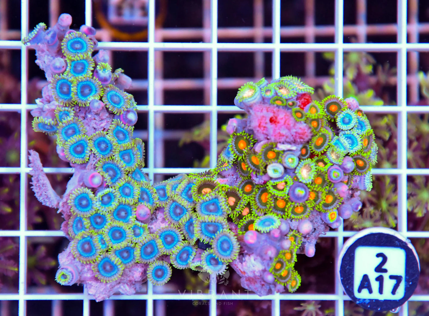 Zoa AUS