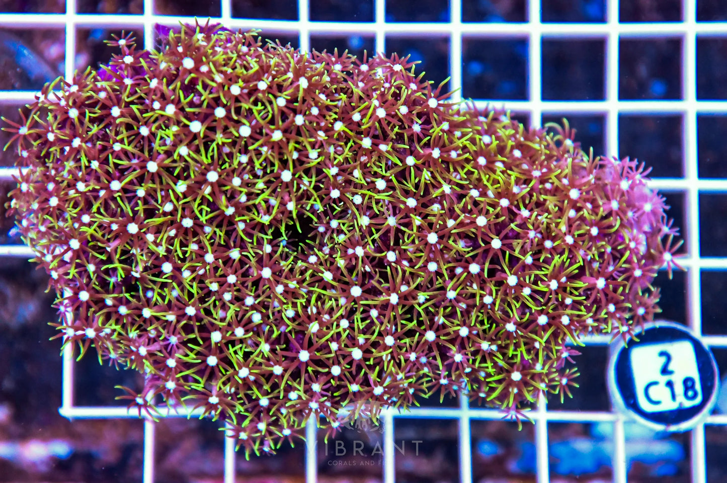 Star Polyp INDO W