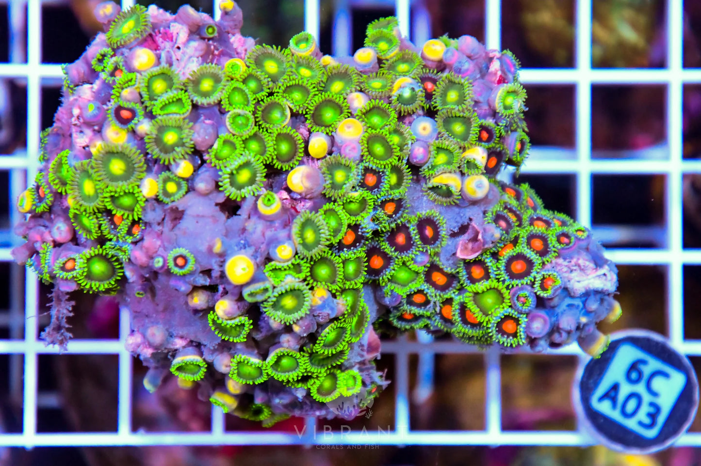 Zoa AUS
