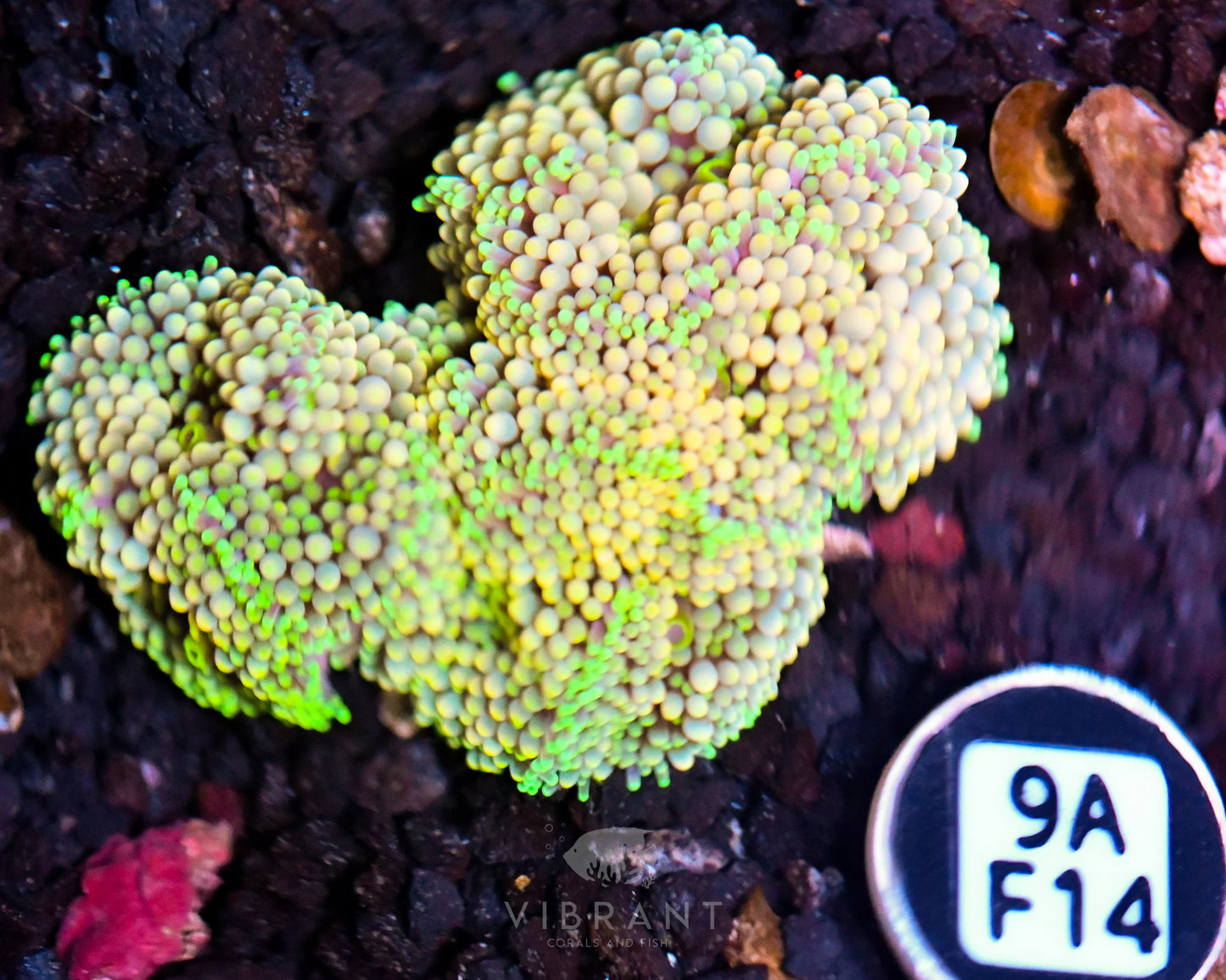 Ricordea Mushroom