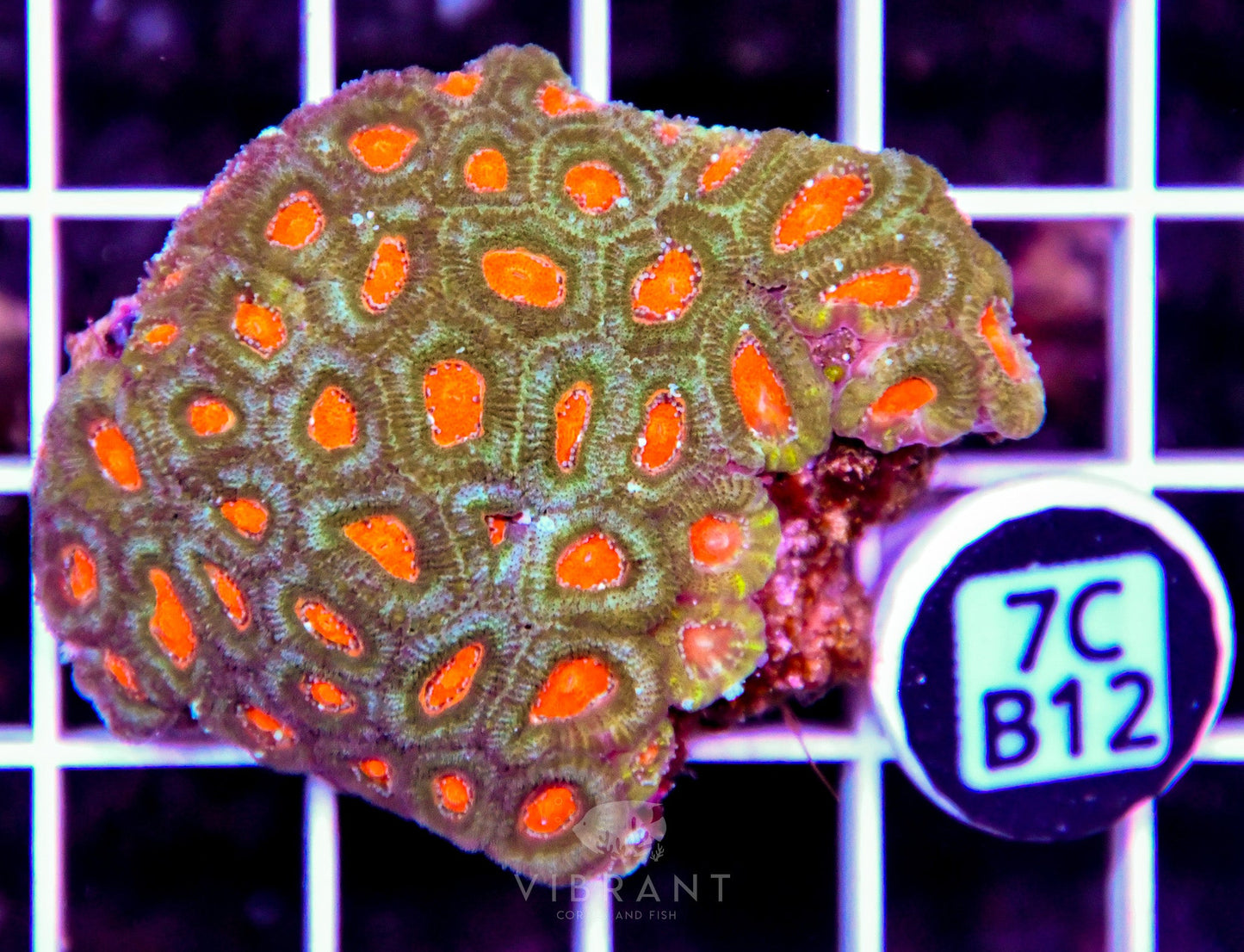 Micromussa INDO