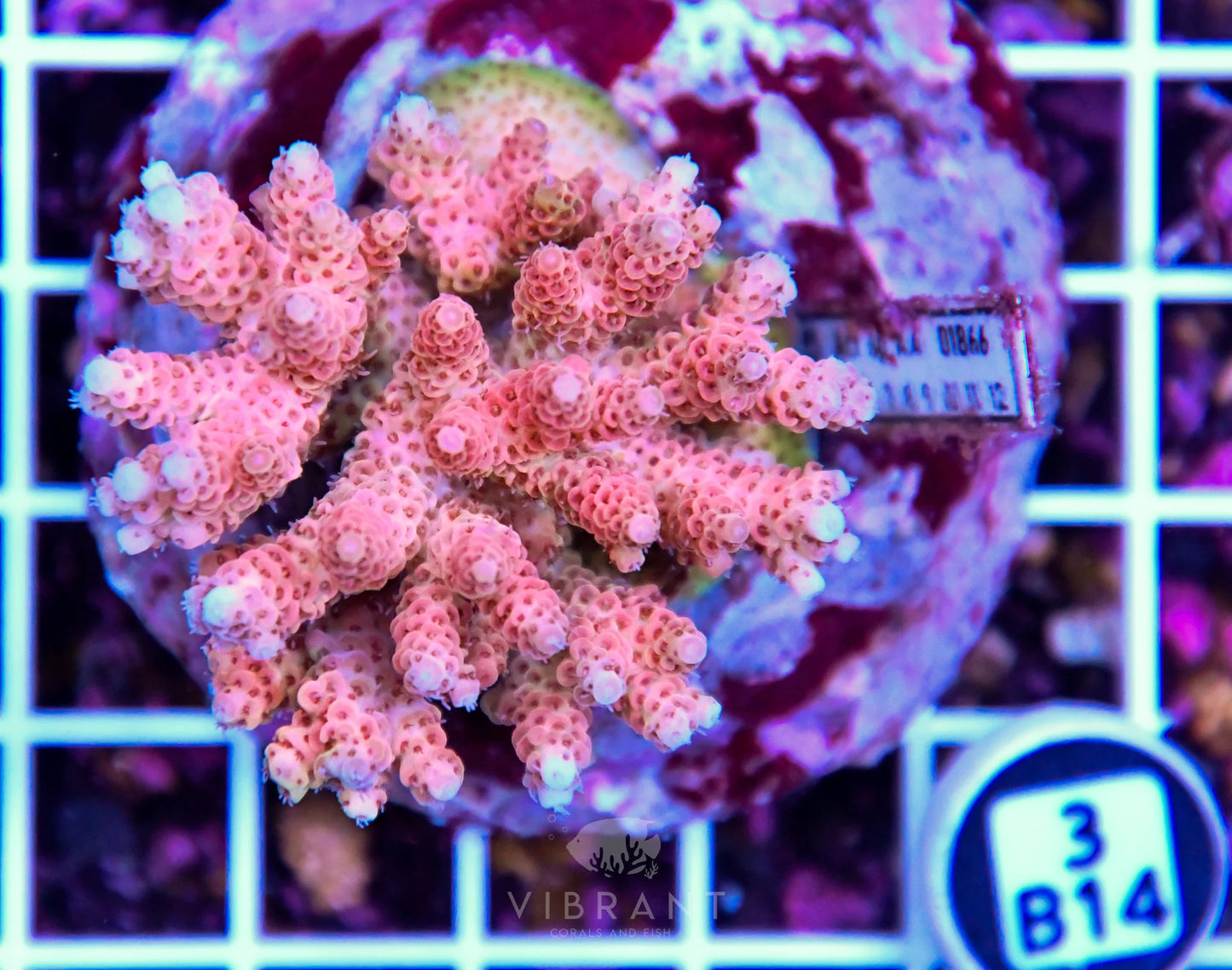 Acro INDO