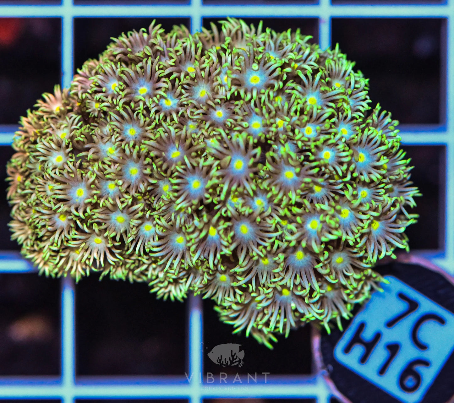 Frag Goniopora WAUS