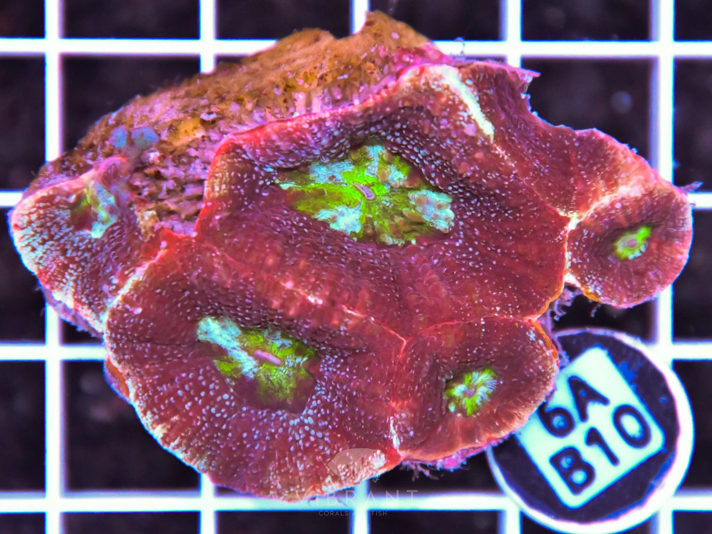 Acan Bower AUS