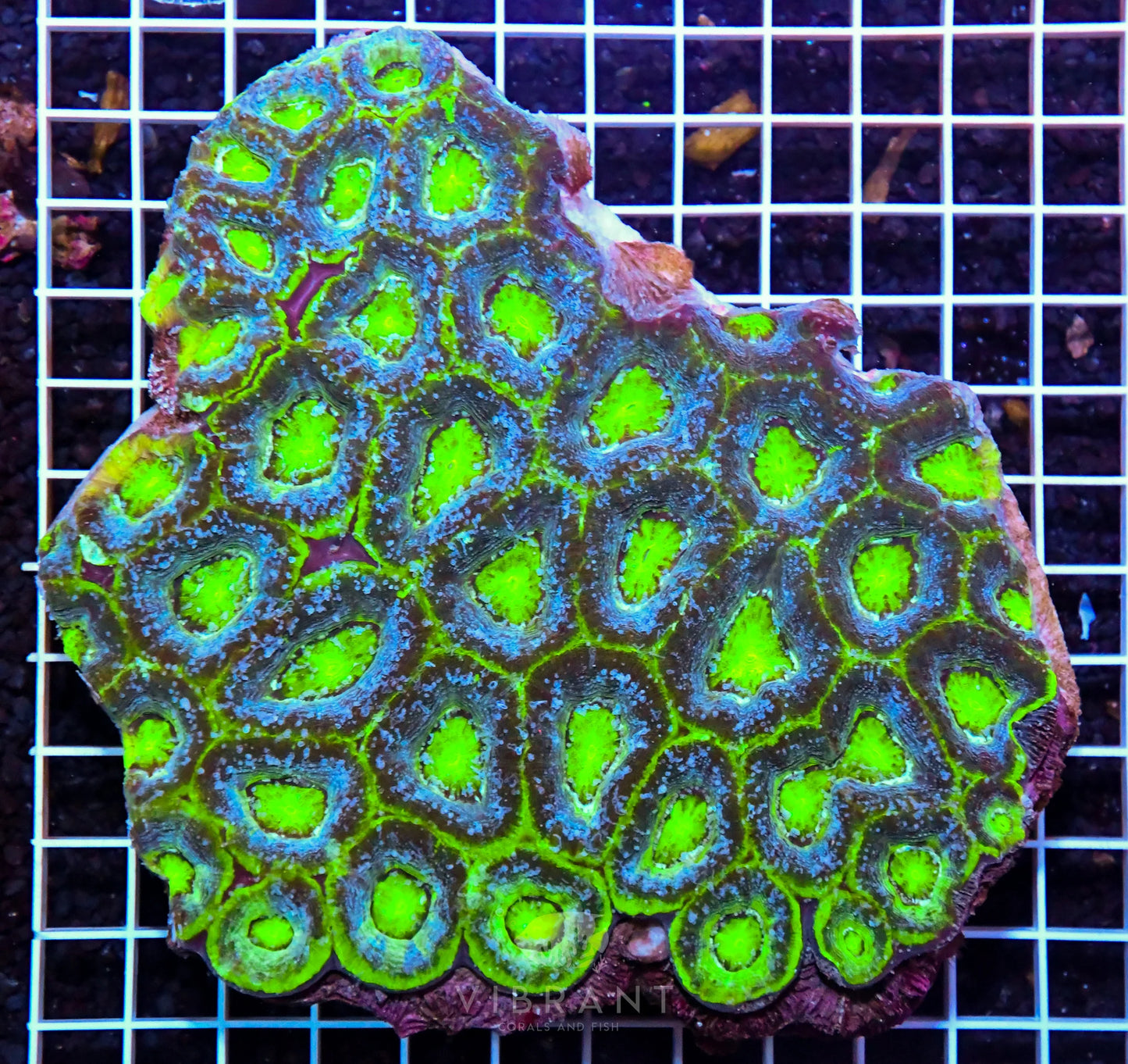 Acan Bower AUS