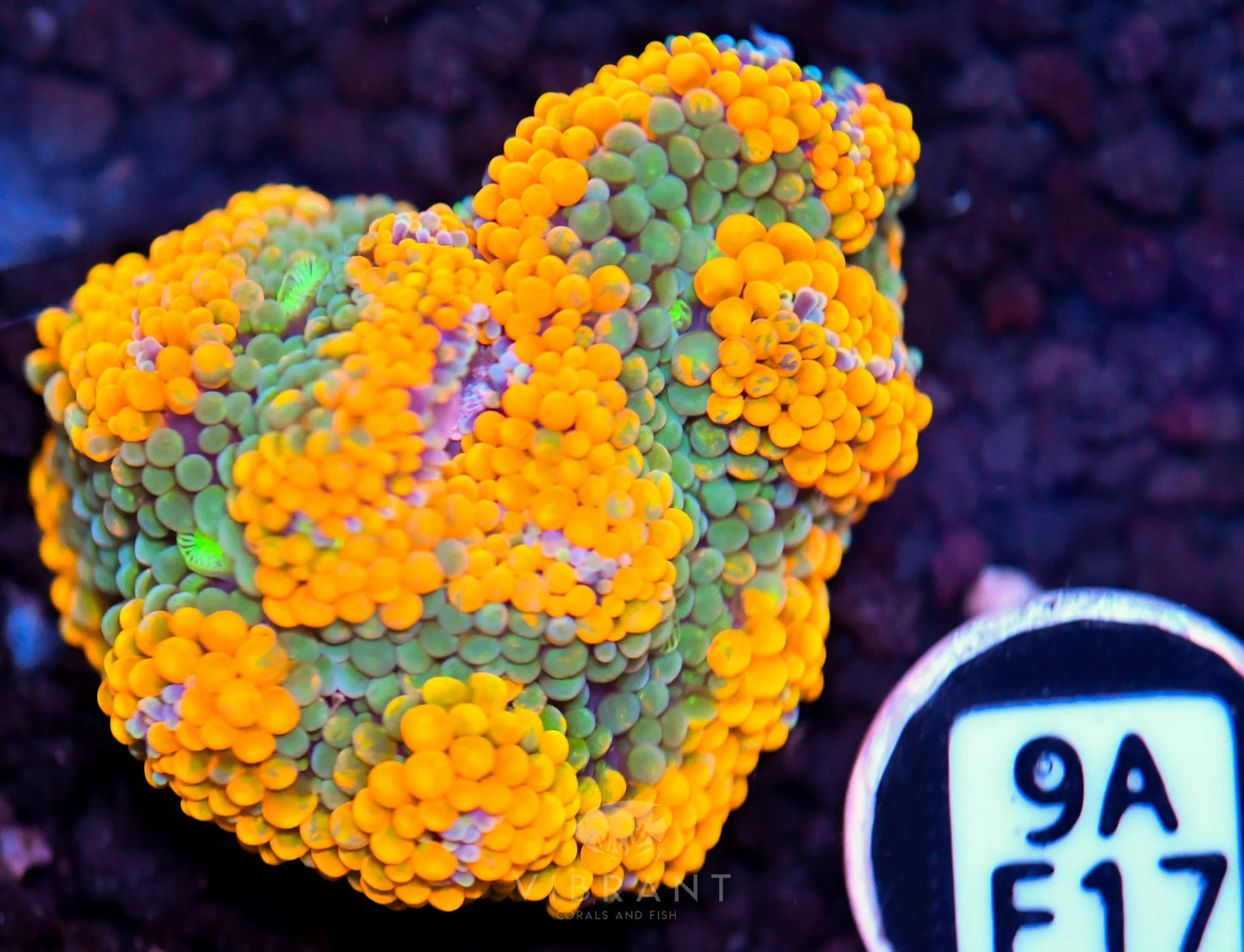 Ricordea Mushroom