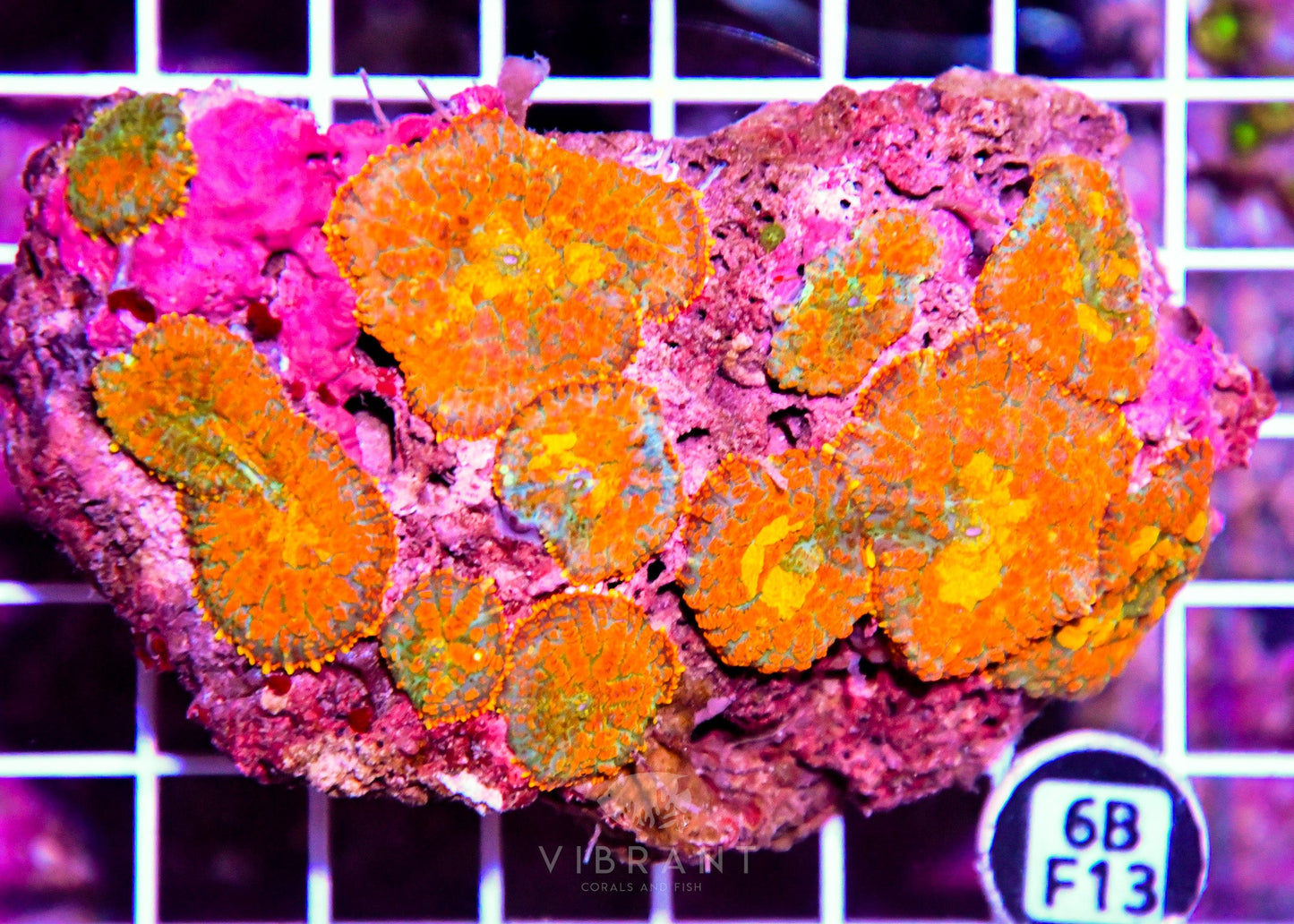 Mushroom INDO W