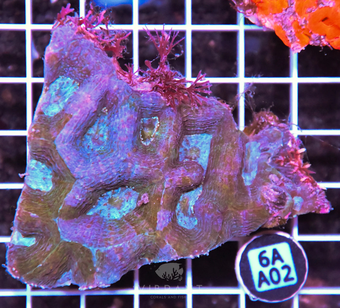 Acan Bower AUS